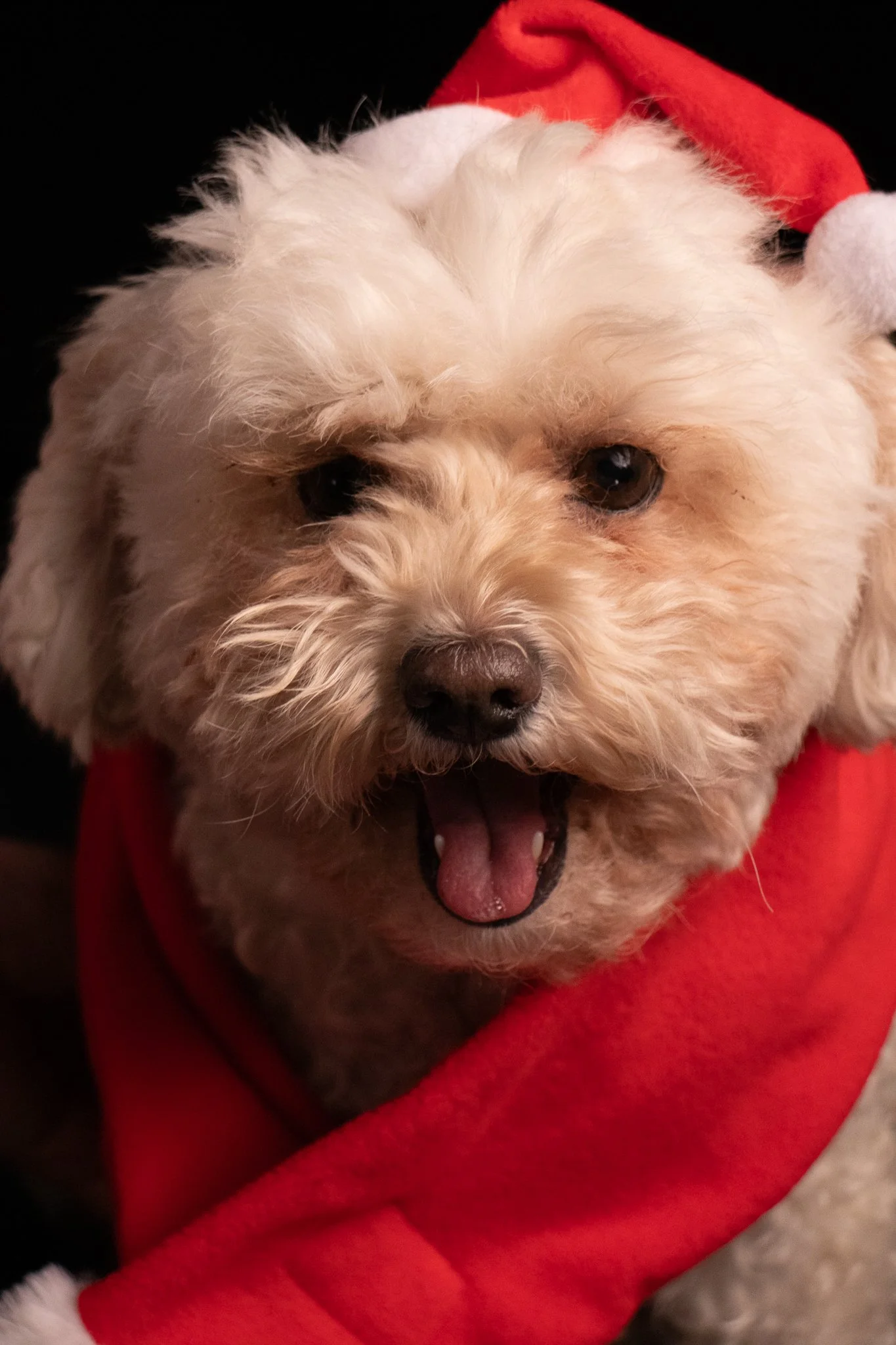 Dog Portraits 2025-157.jpg