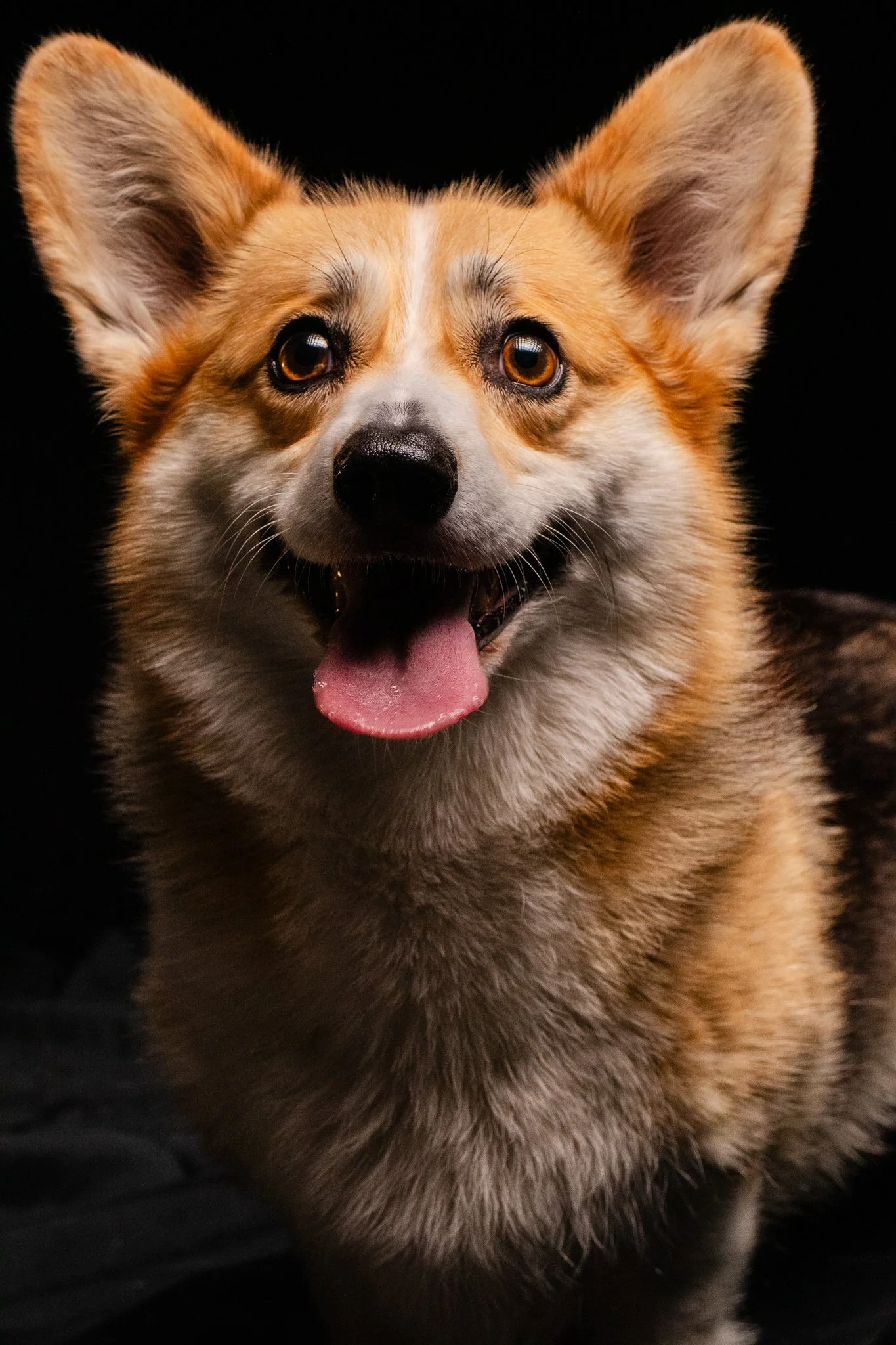 Dog Portraits 2025-174.jpg