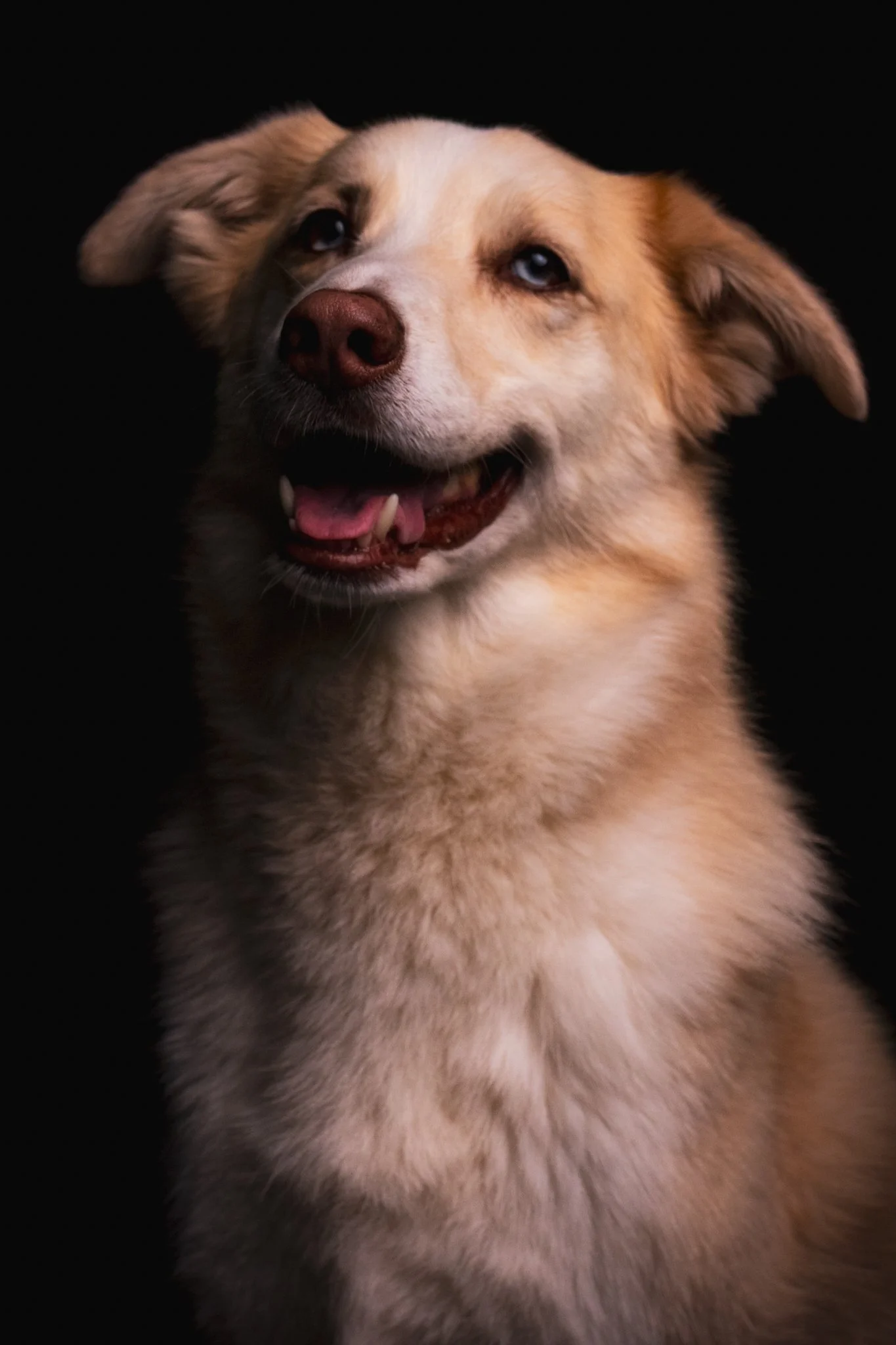 Dog Portraits 2025-199.jpg
