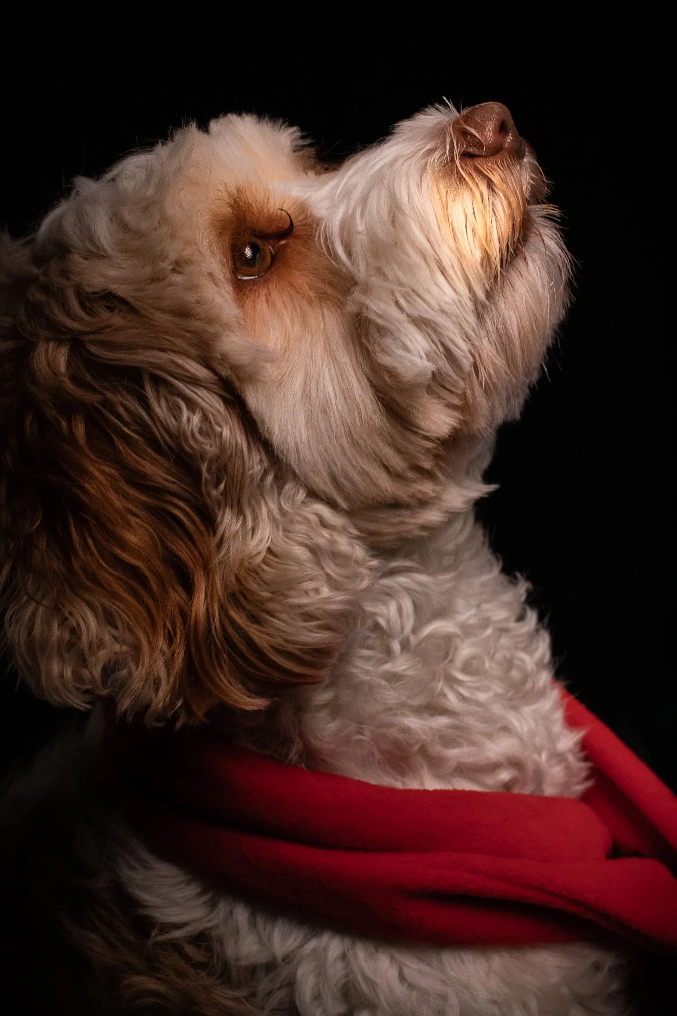 Dog Portraits 2025-167.jpg