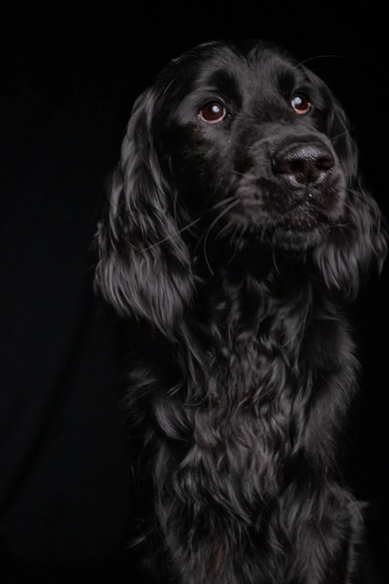 Dog Portraits 2025-150.jpg