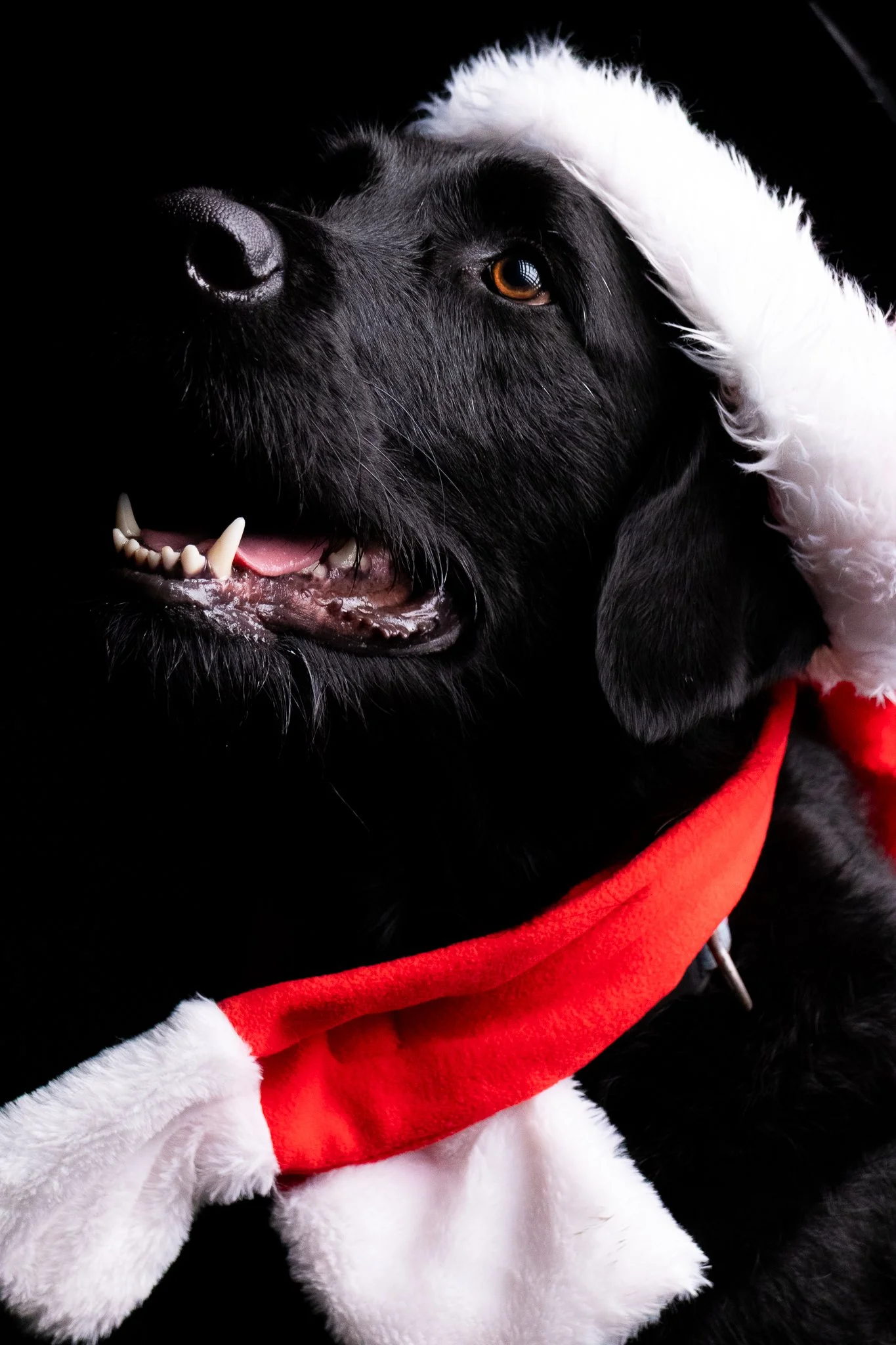 Dog Portraits 2025-159.jpg