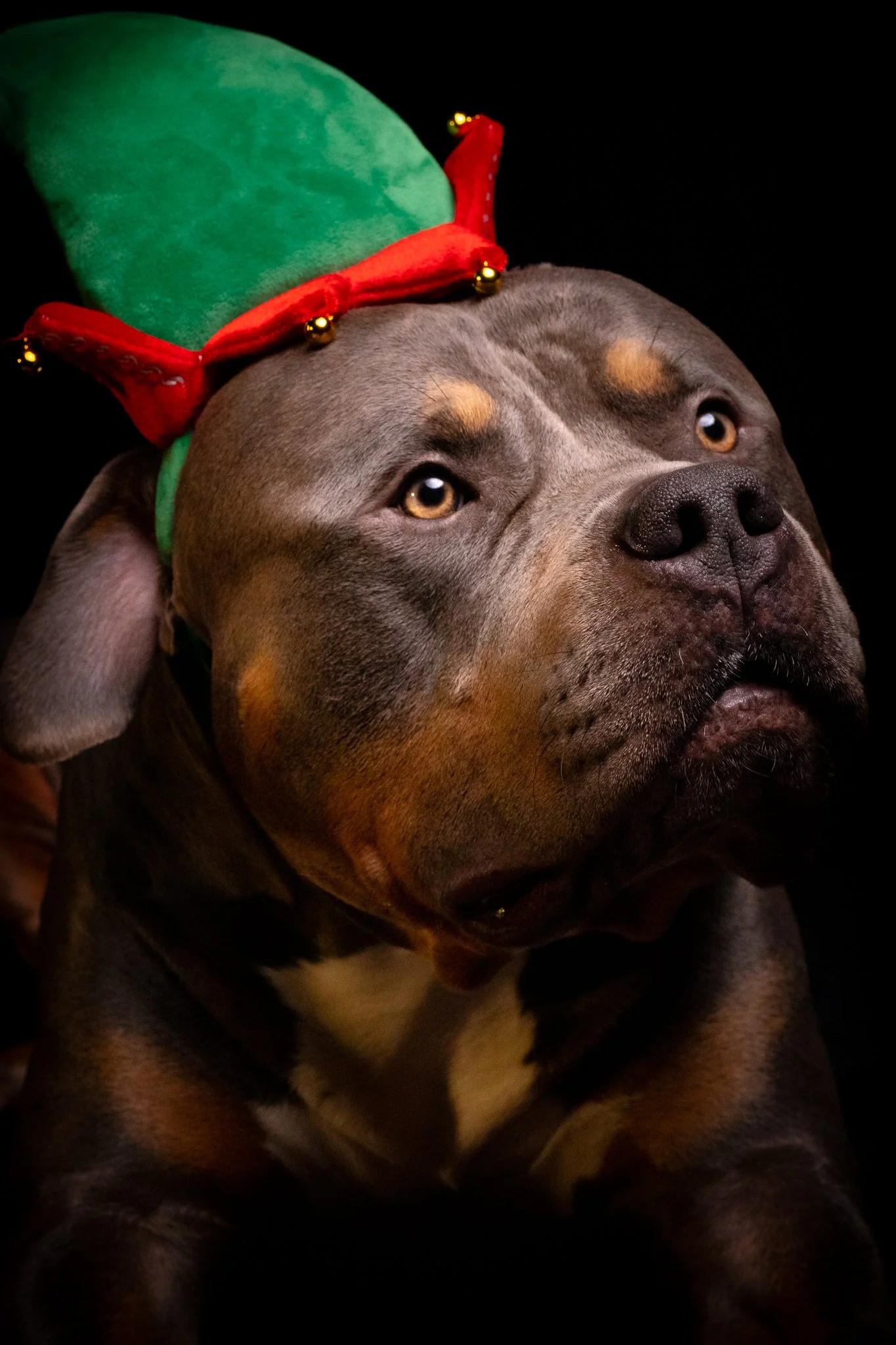 Dog Portraits 2025-208.jpg