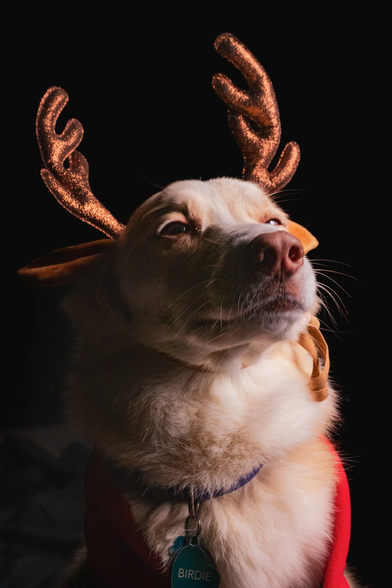 Dog Portraits 2025-195.jpg