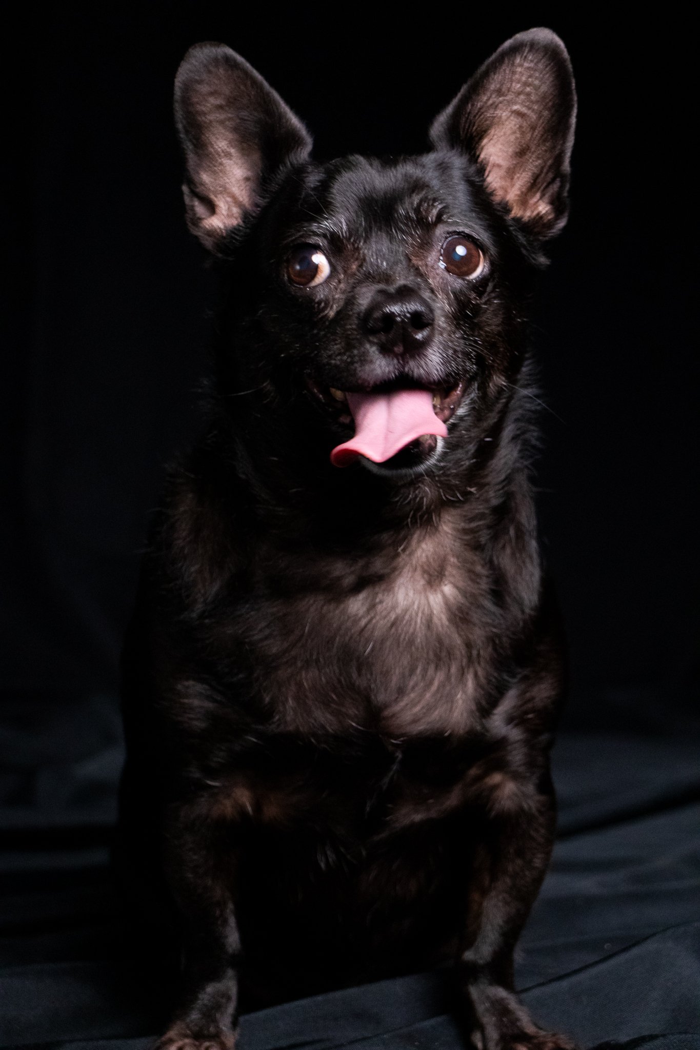 Dog Portraits 2025-154.jpg