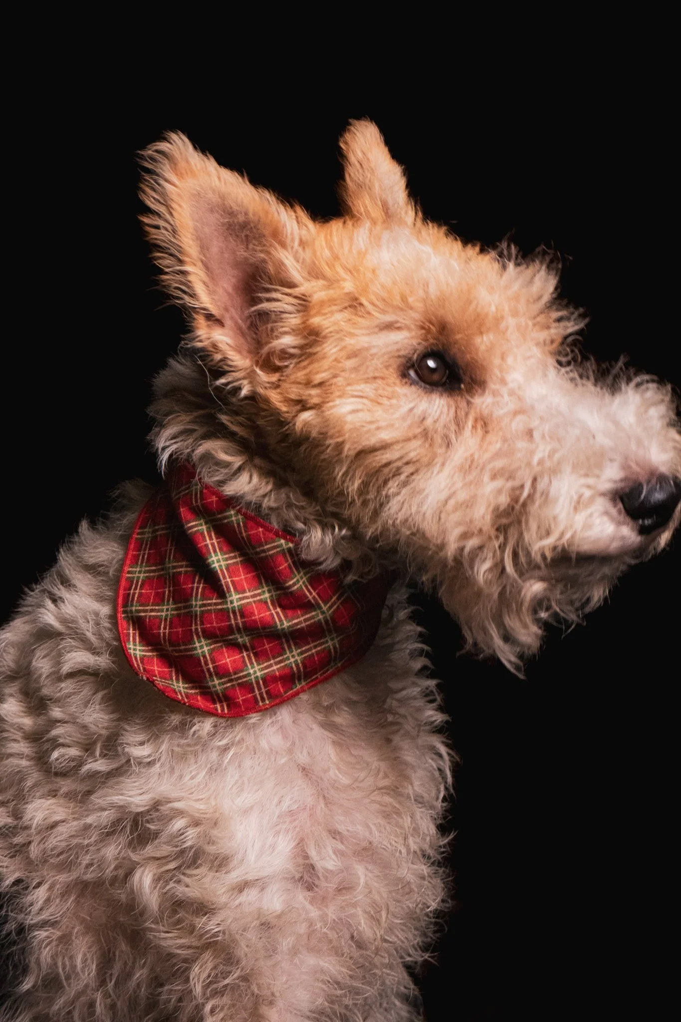 Dog Portraits 2025-192.jpg