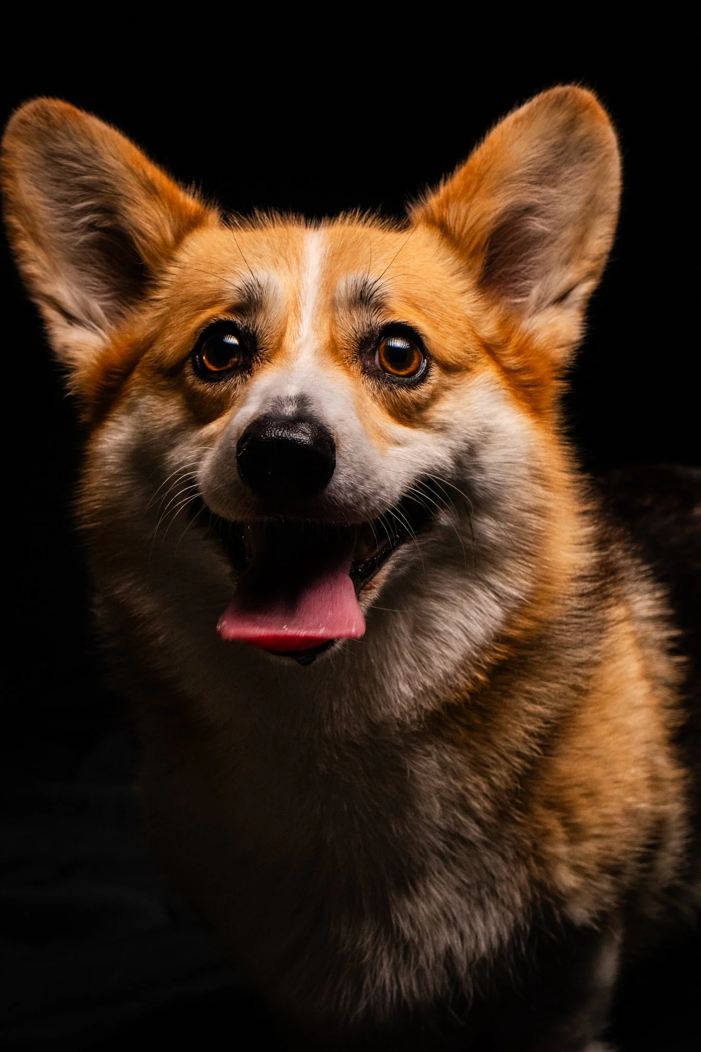 Dog Portraits 2025-175.jpg