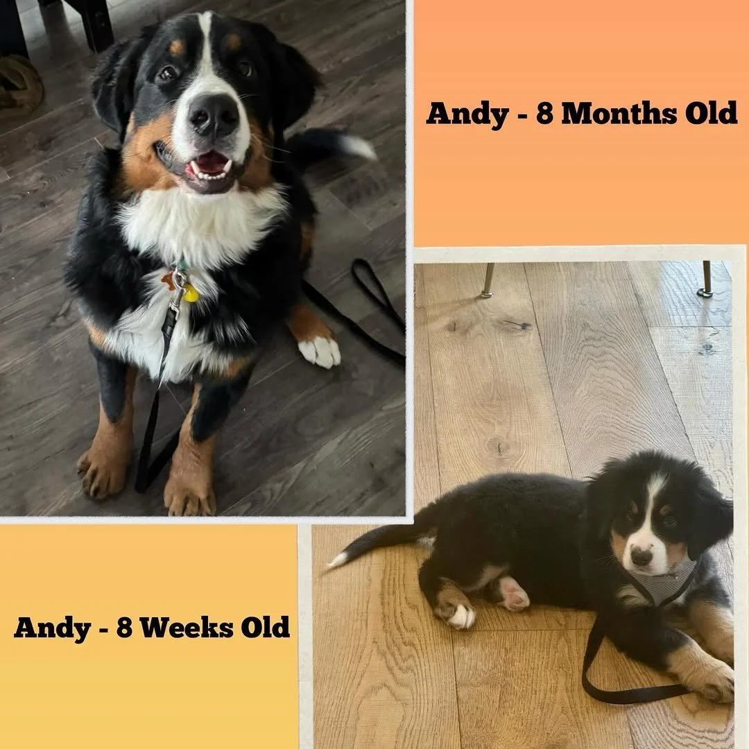 Puppy Training is about Being PROACTIVE not REACTIVE