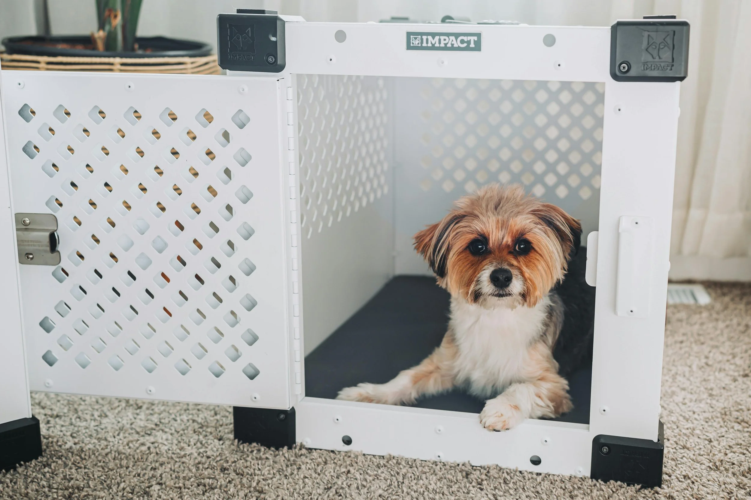 The Benefits of Crate Training: More Than Just a Place to Sleep