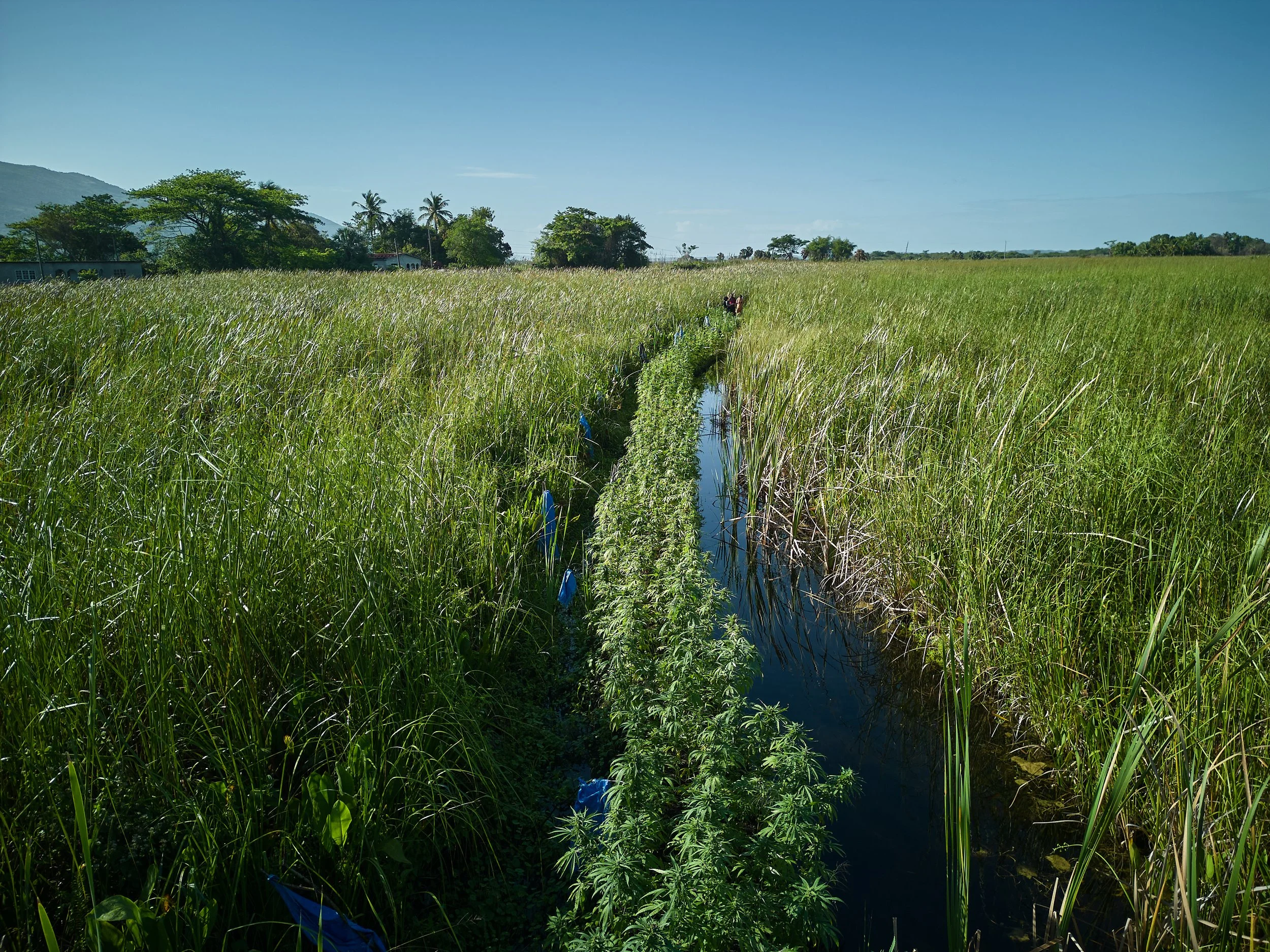  Ganja growing in the Black River morass 