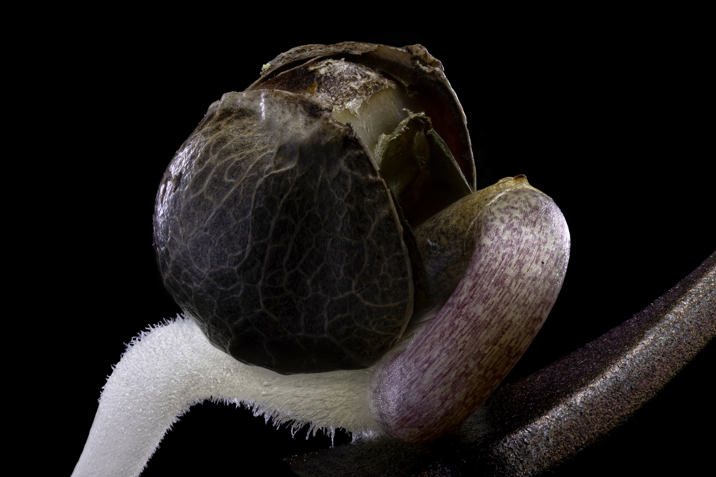 Popped Seed Tool 4x-Web Res.jpg