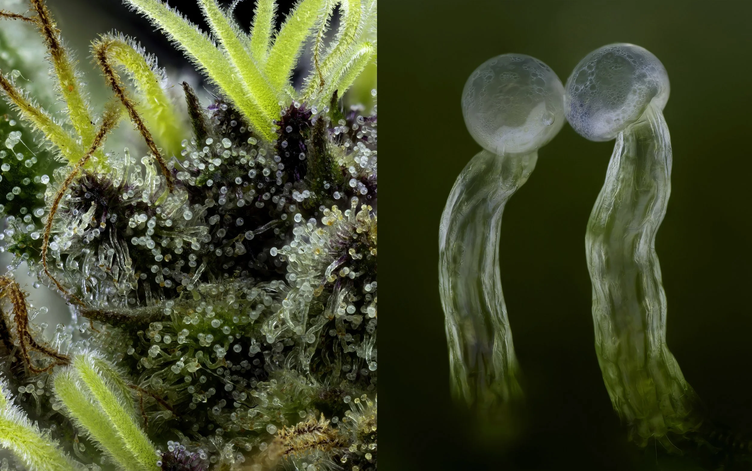  Left: 3x magnification  Right: 20x magnification 