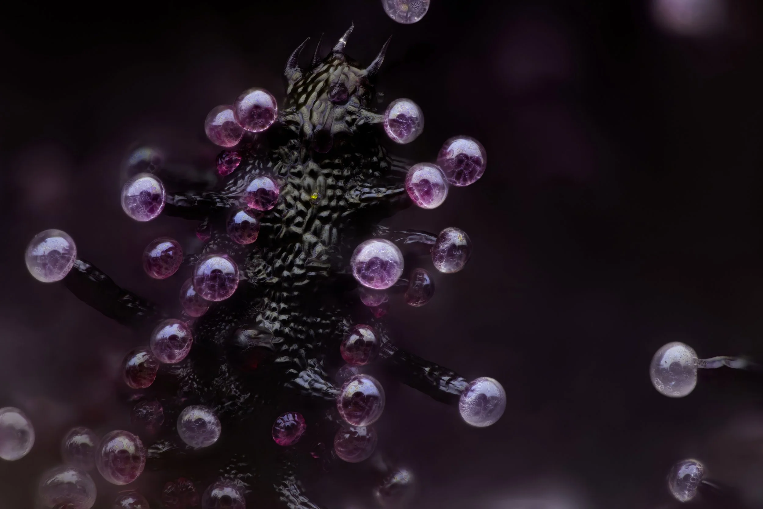 Purple Jack 20x.3-Full Res.jpg
