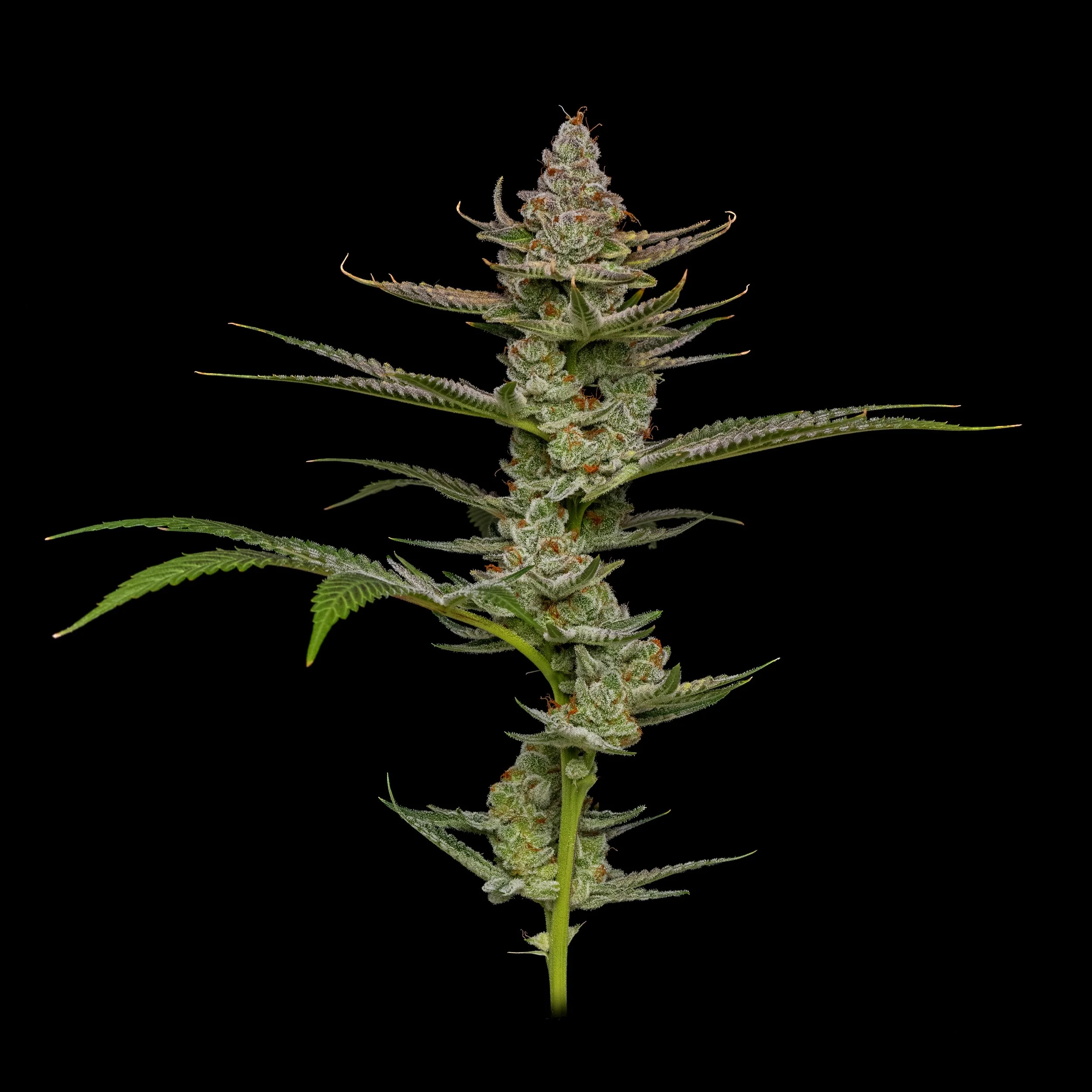 GP Whole Flower-5.jpg