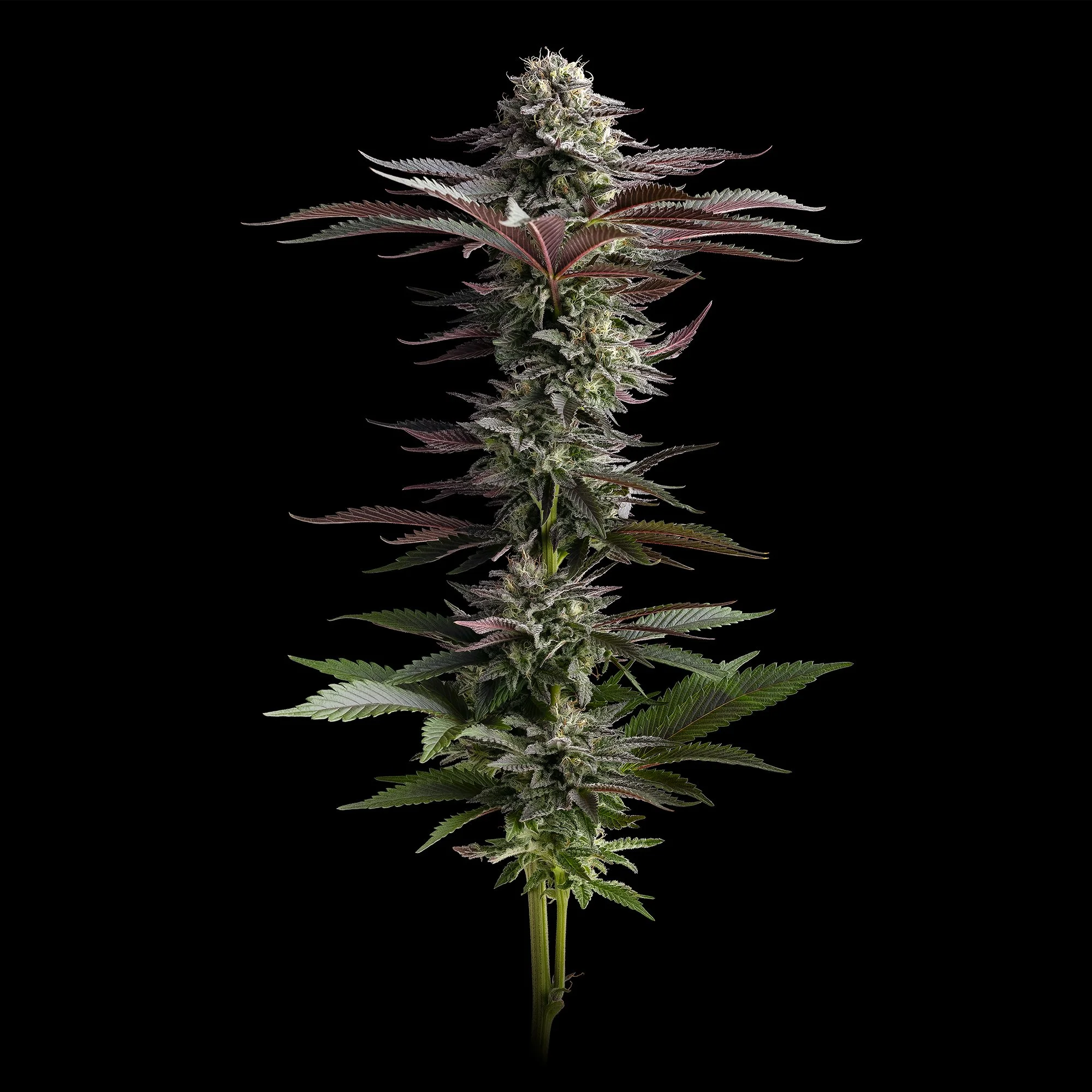   PNW Roots  Kaya's Koffee 