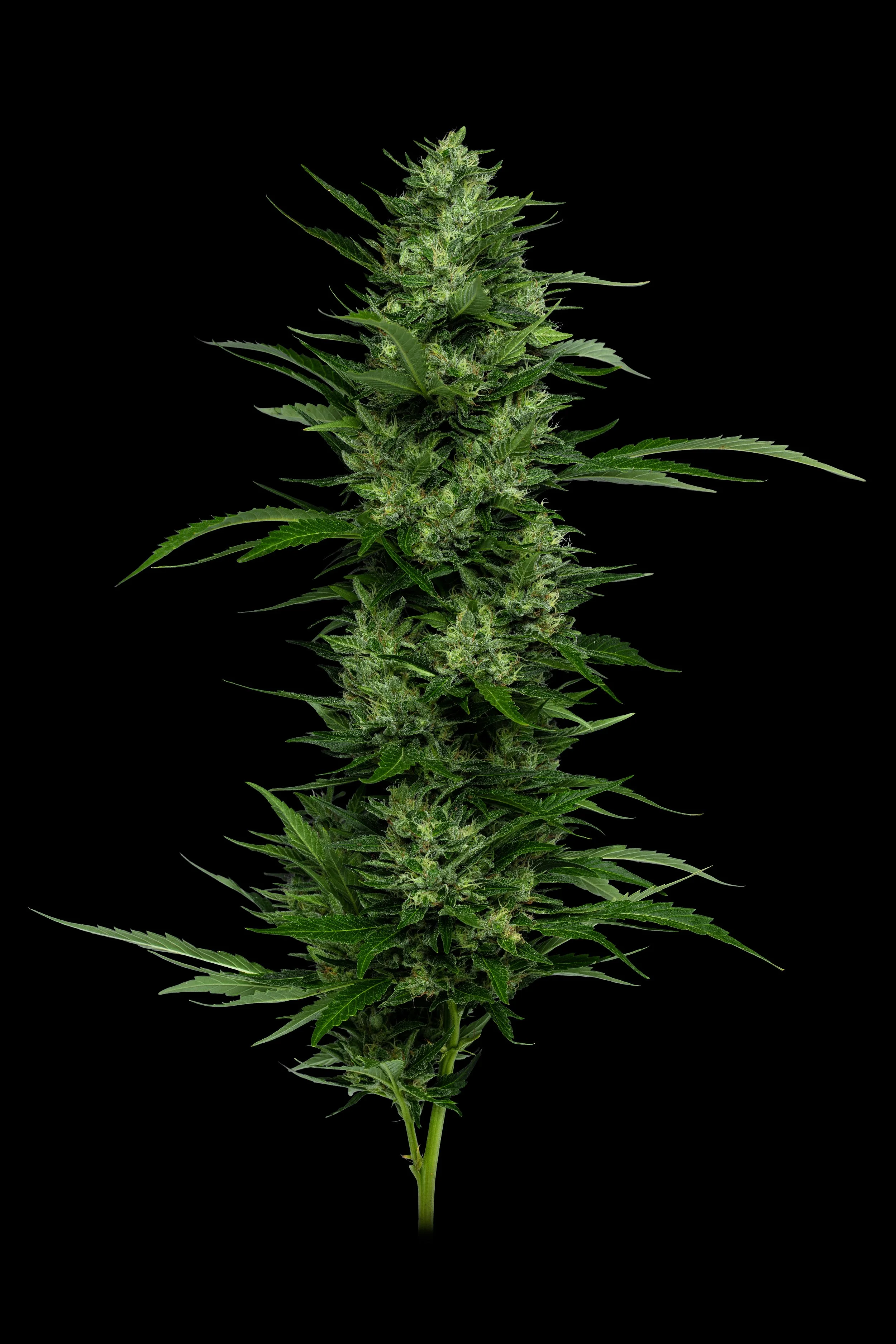 NY SD Top Cola.jpg