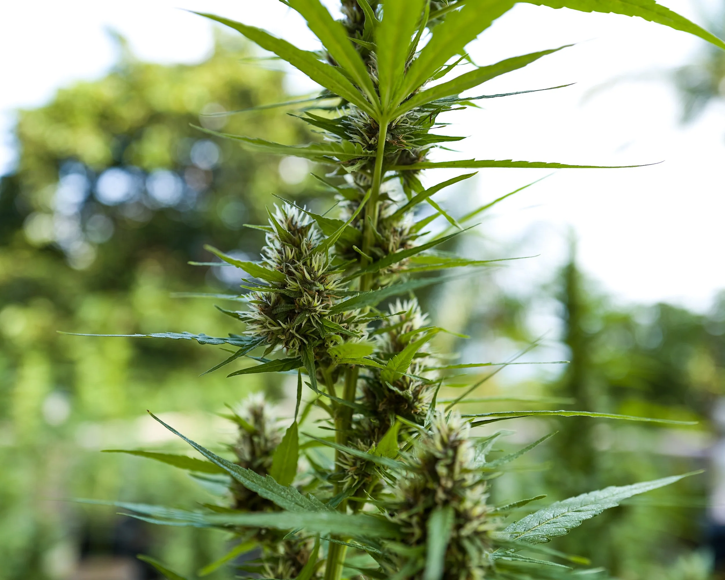  Early flowering landrace cross 