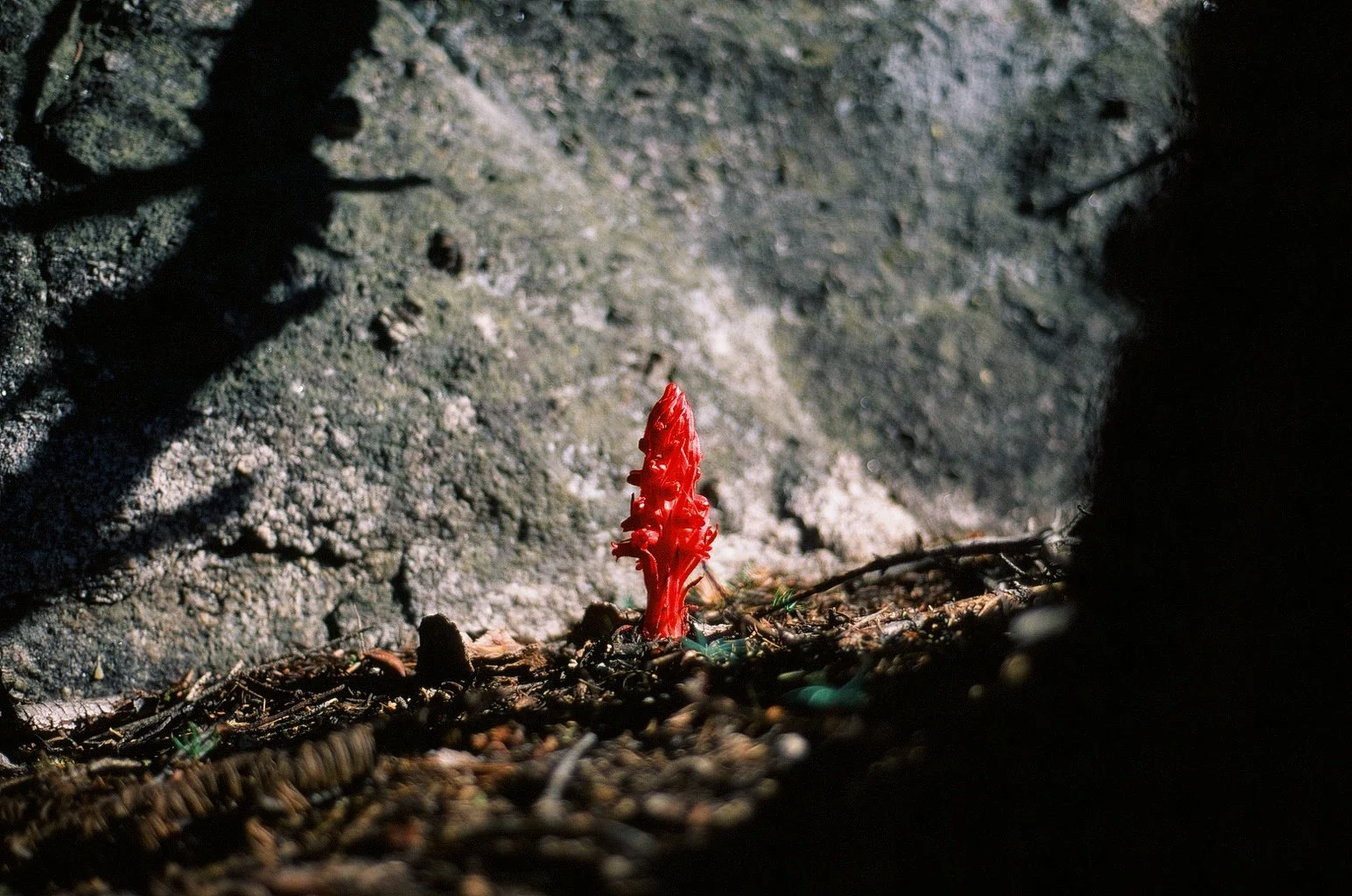  Snow Plant - 35mm 2019 