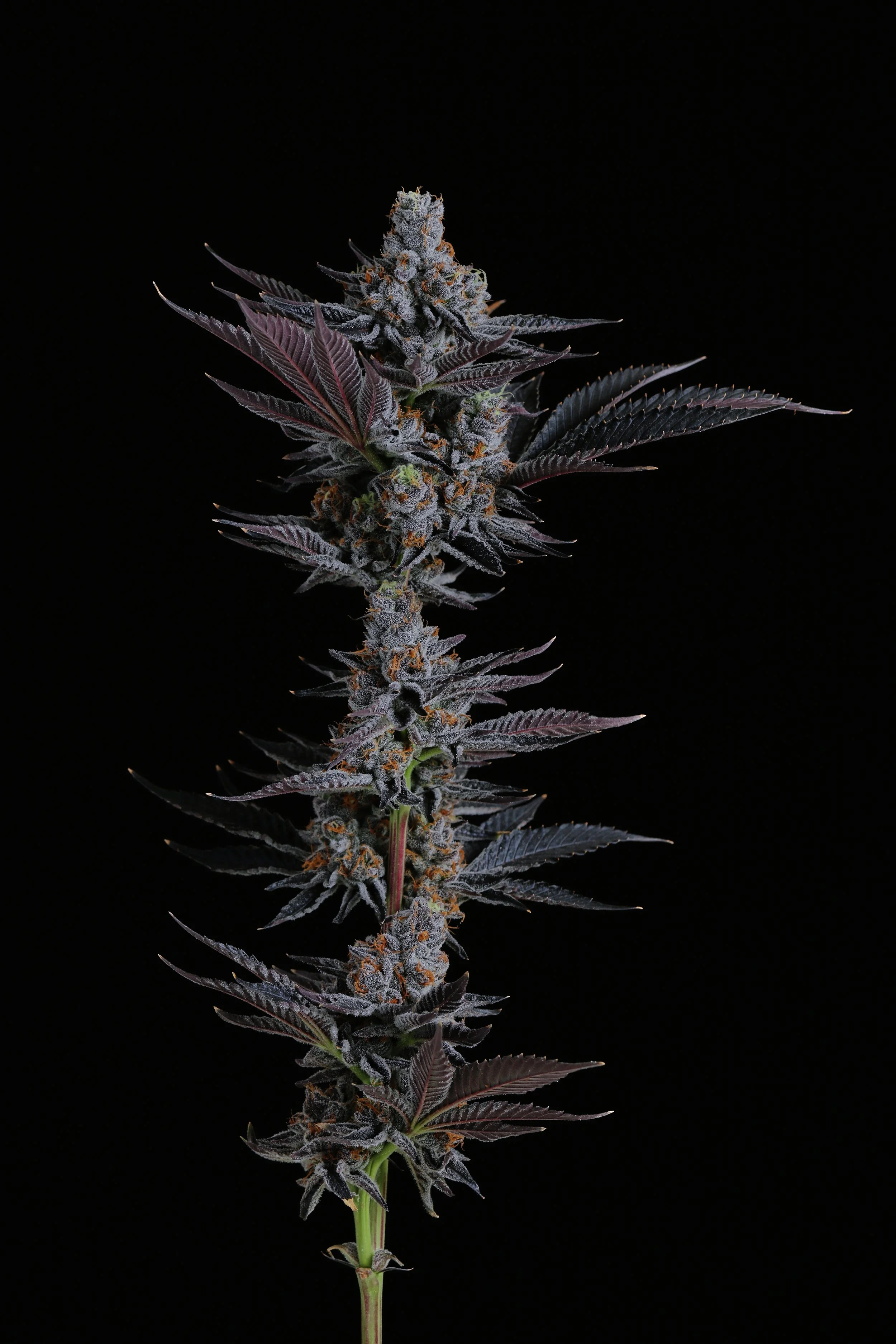 Viper-Cookies_0286-Full Res.jpg