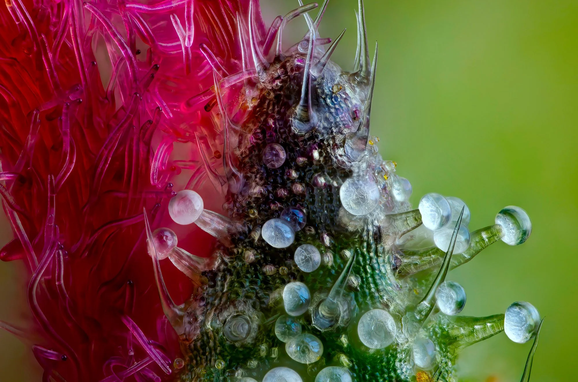  Pineapple Wonder grown by  Moon Moon Farms  in  Humboldt, Ca.   