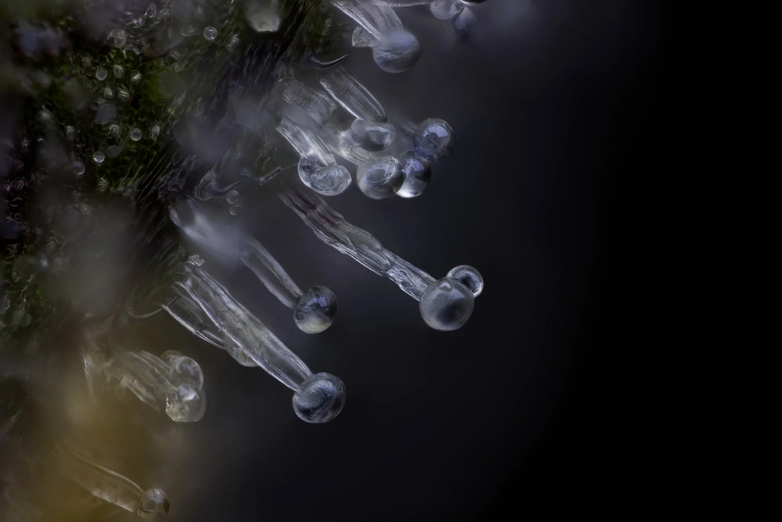 PM 20x.3-Full Res.jpg