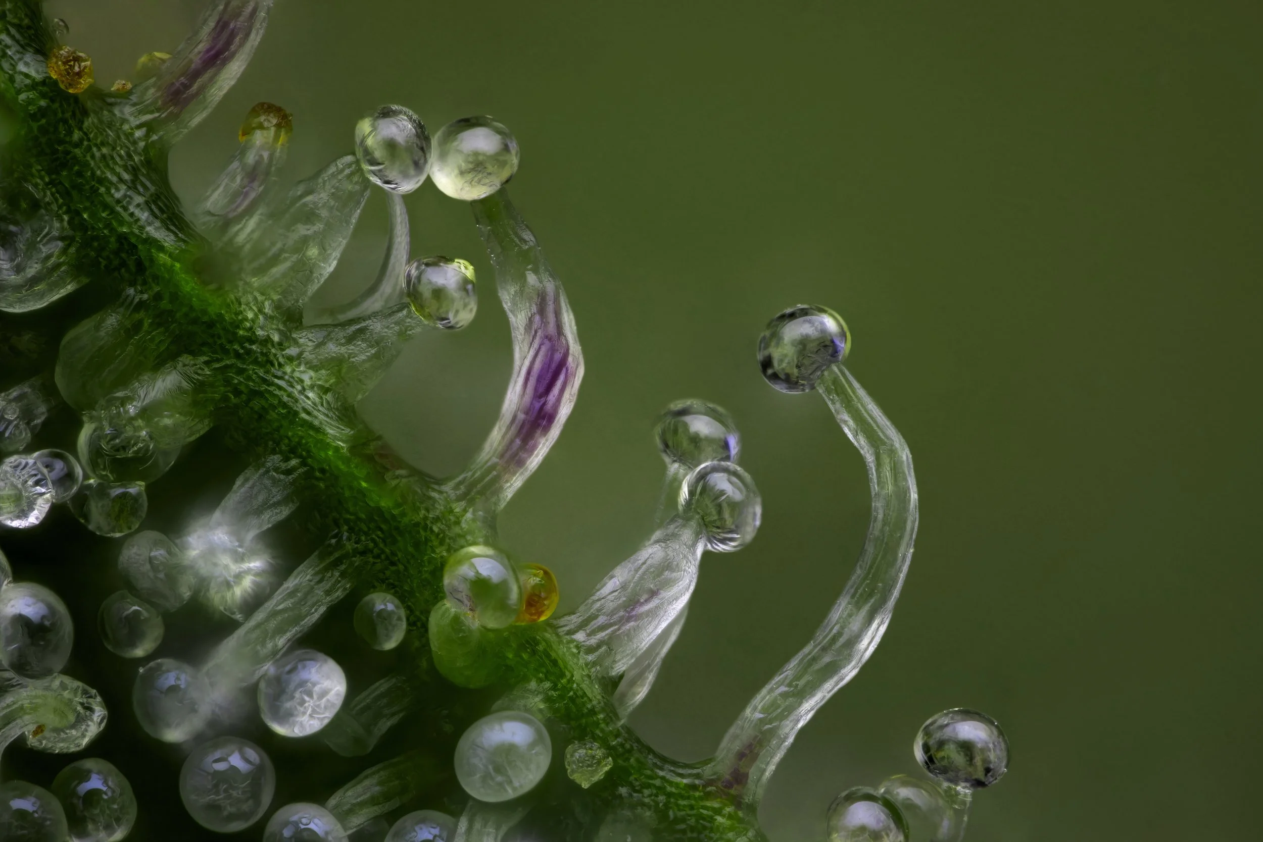 Magic Wand 20x.1-Full Res.jpg