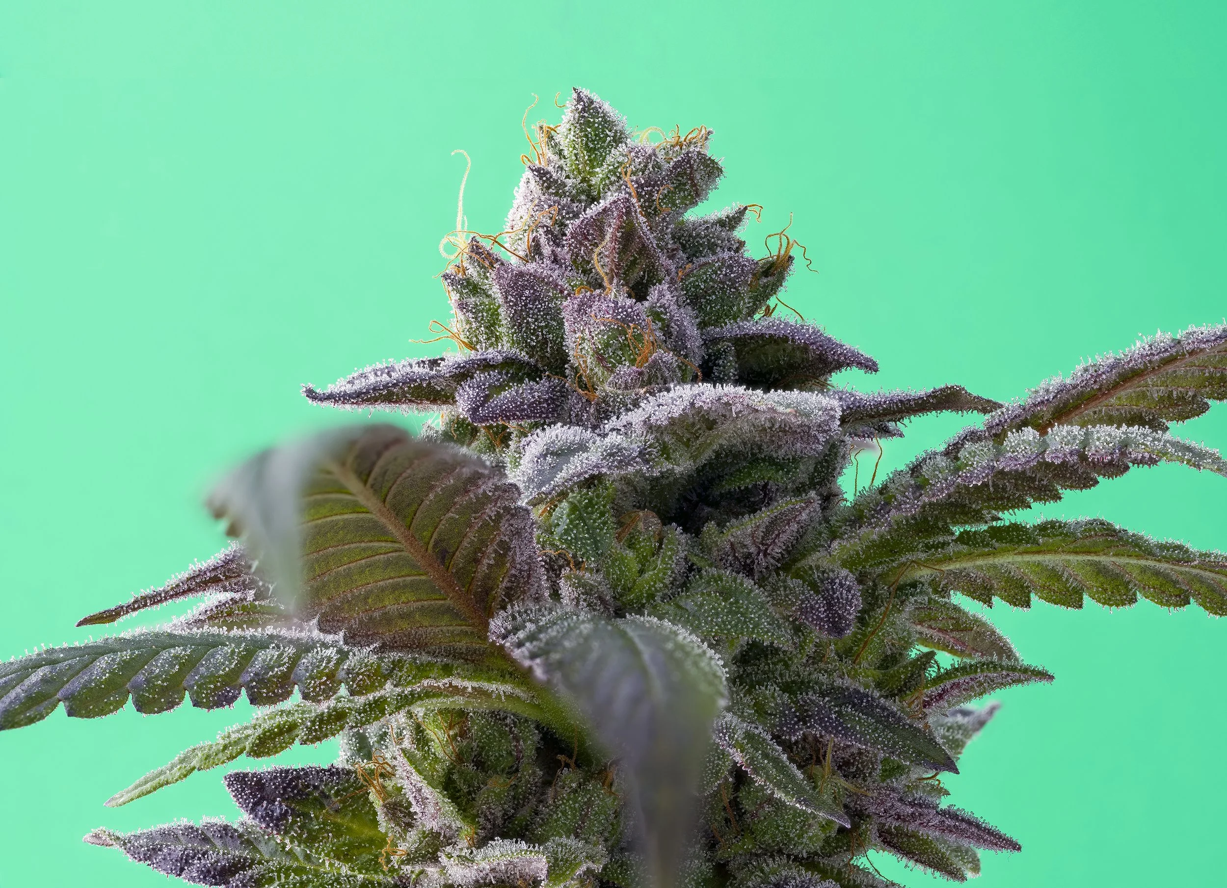   Tree Hawk Farms   Gutbuster 