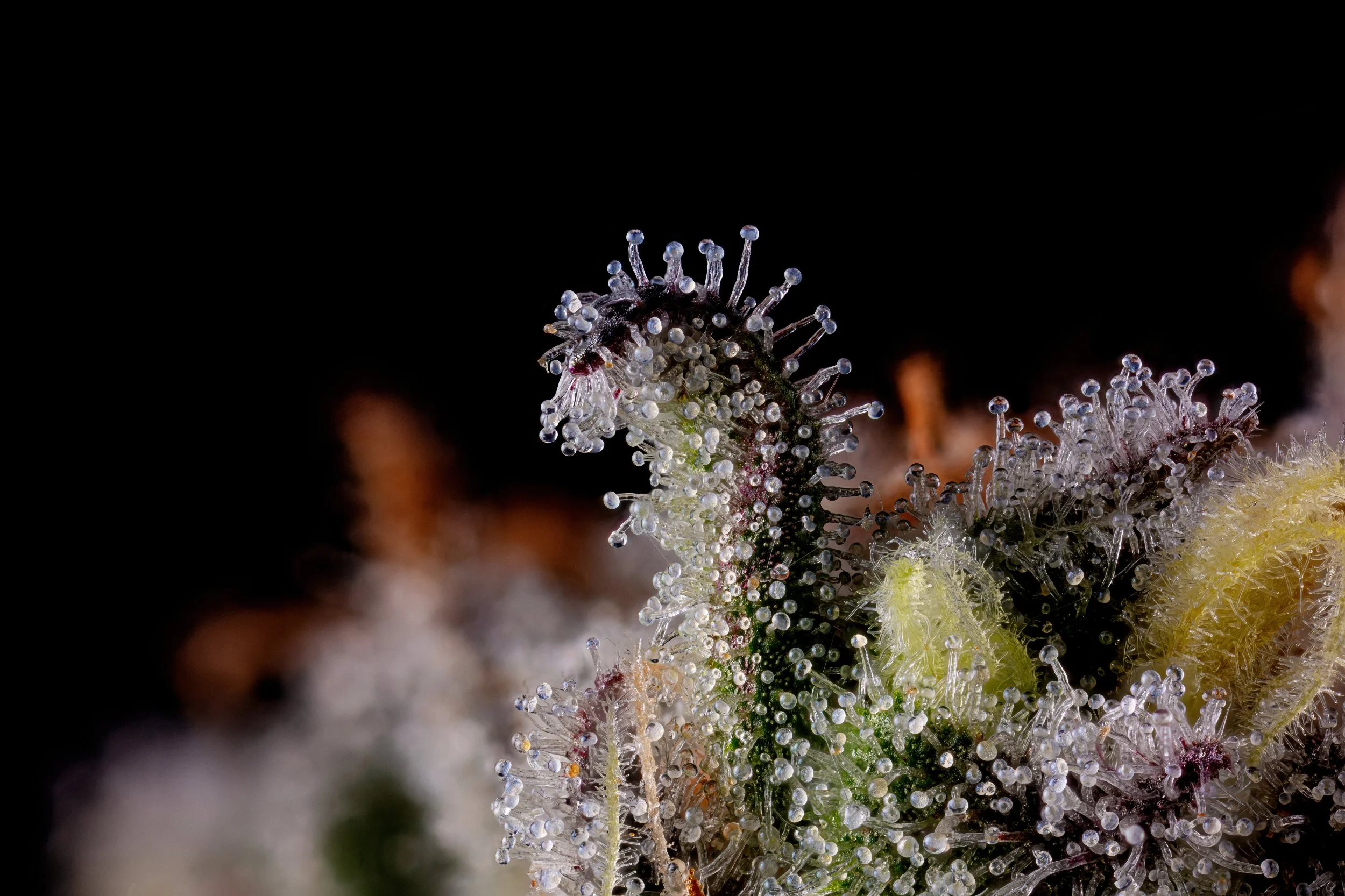 PKB P43 4.1-Full Frame-Web Res.jpg