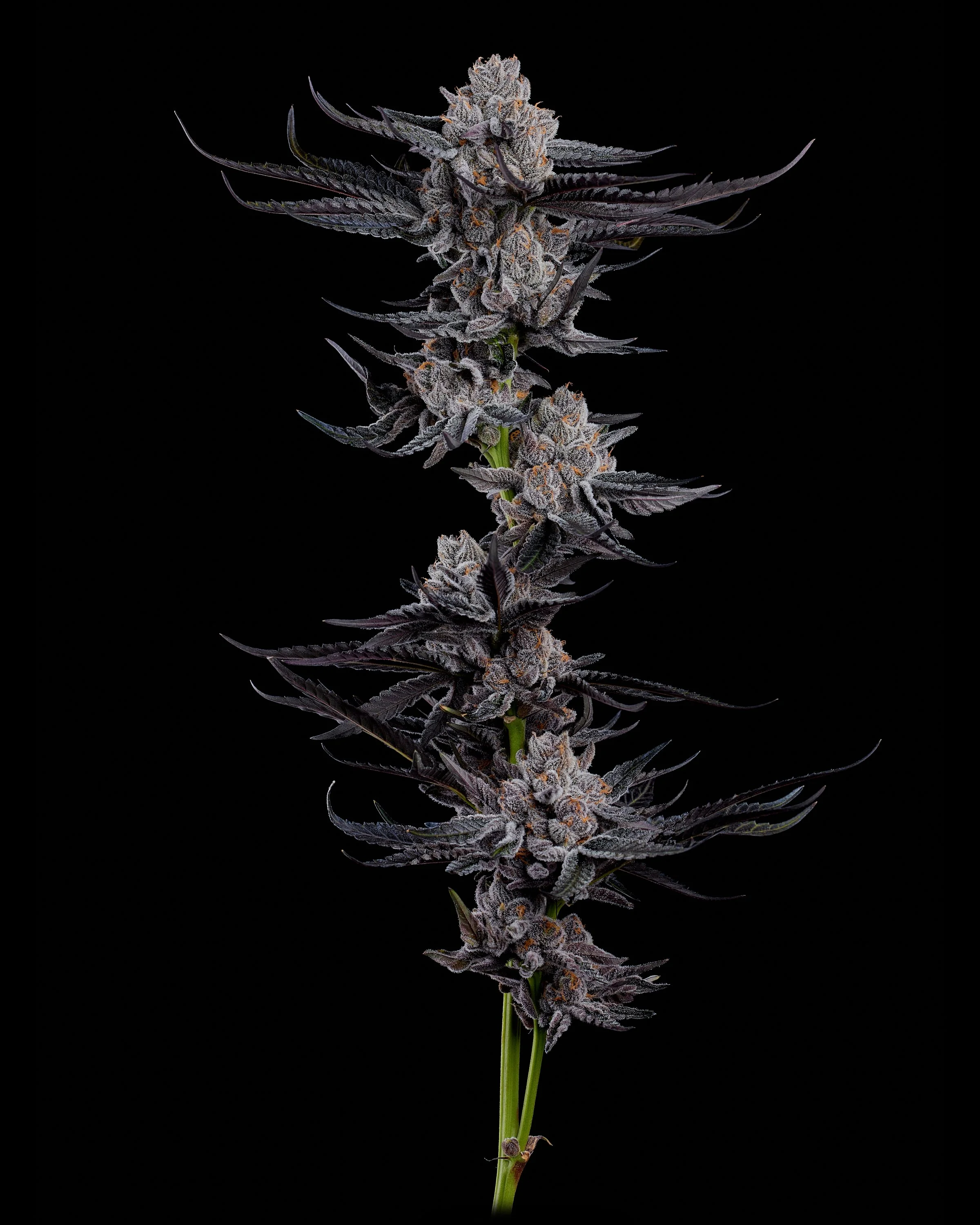 Apples & Bananas X-Top Cola-9-Web Res.jpg
