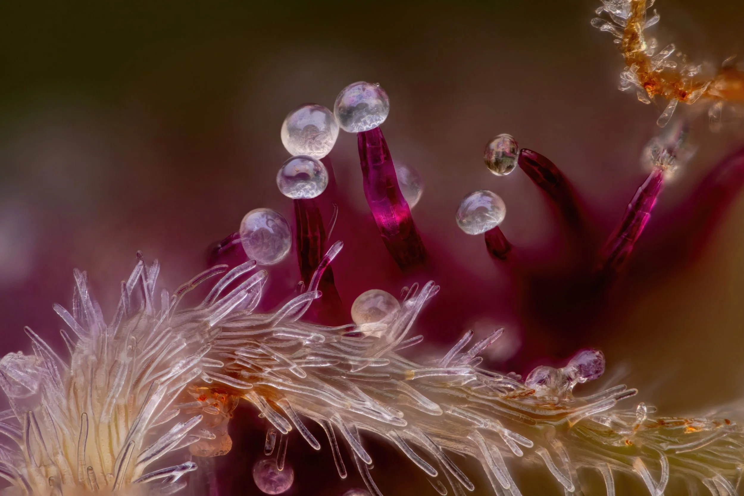 S45 20x.3-Web Res.jpg