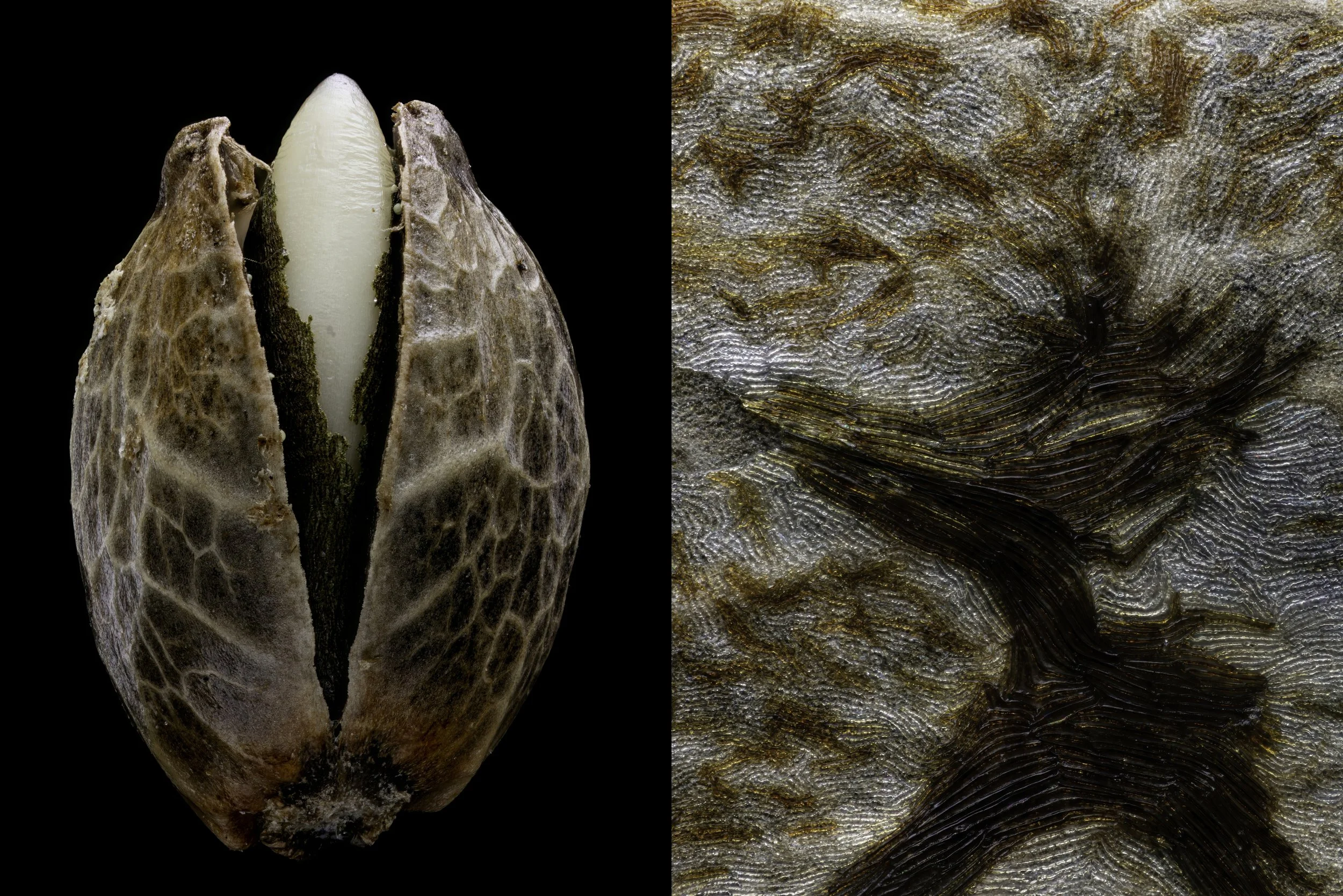 Macro-Micro-Seed-Skin Composite.jpg