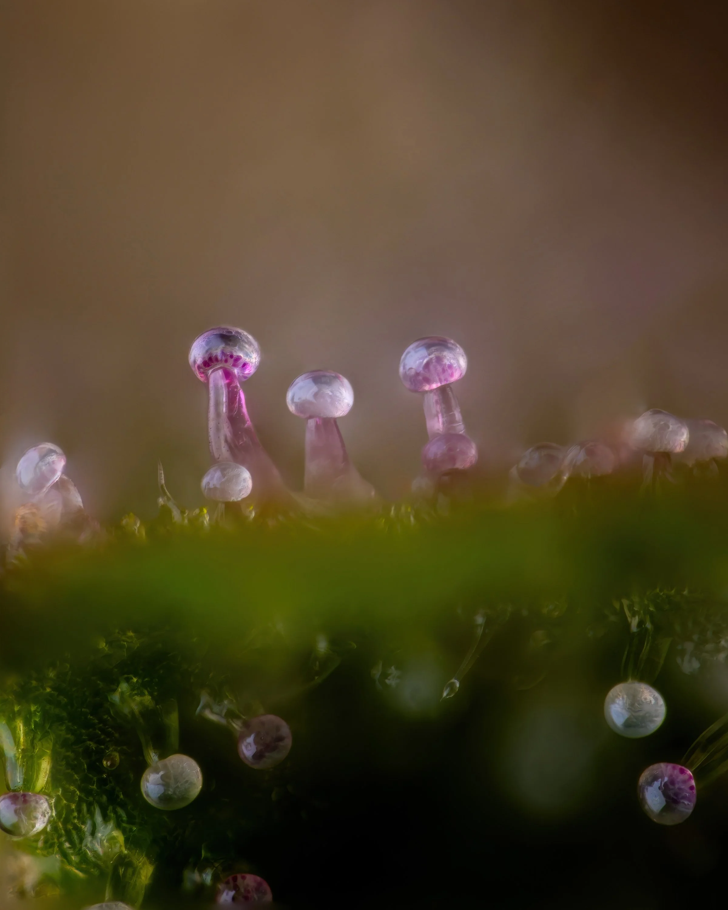 Purple Runtz - Stack 2-Web.jpg