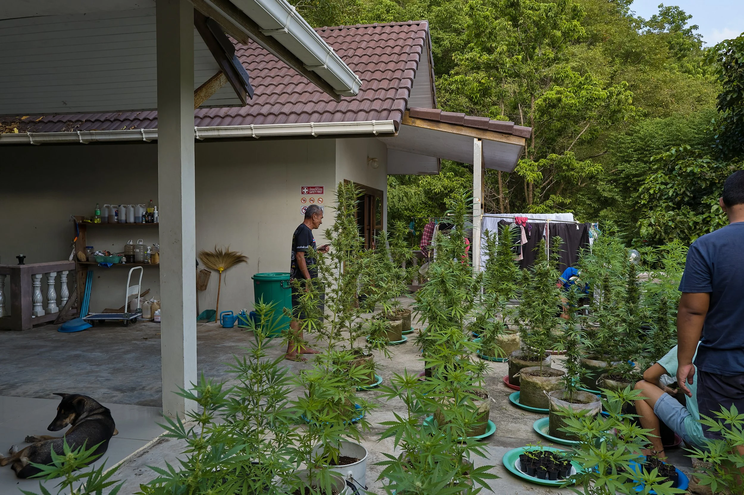  Uncle Dam looking over the flowers 