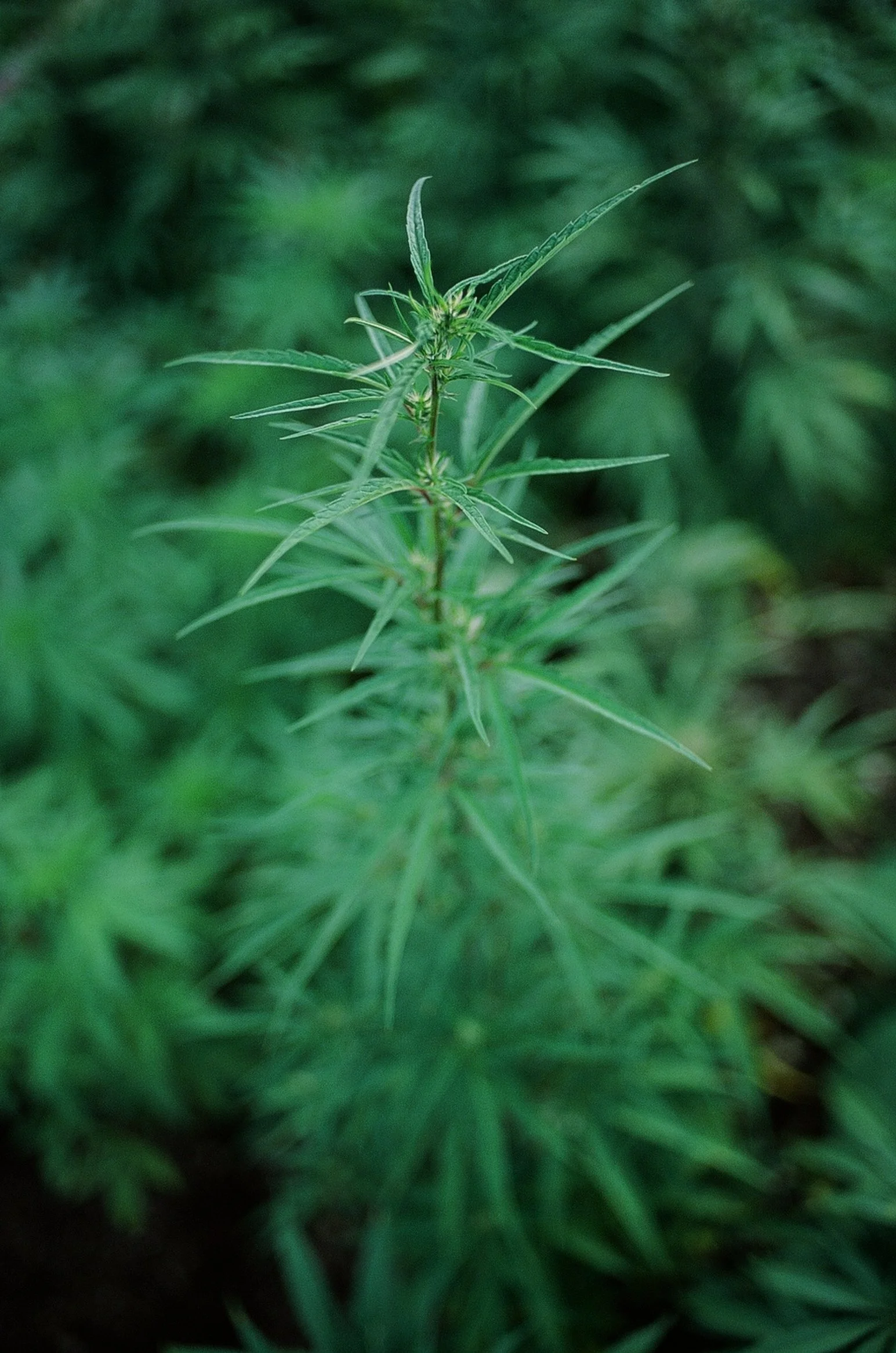 0296_08A.jpg