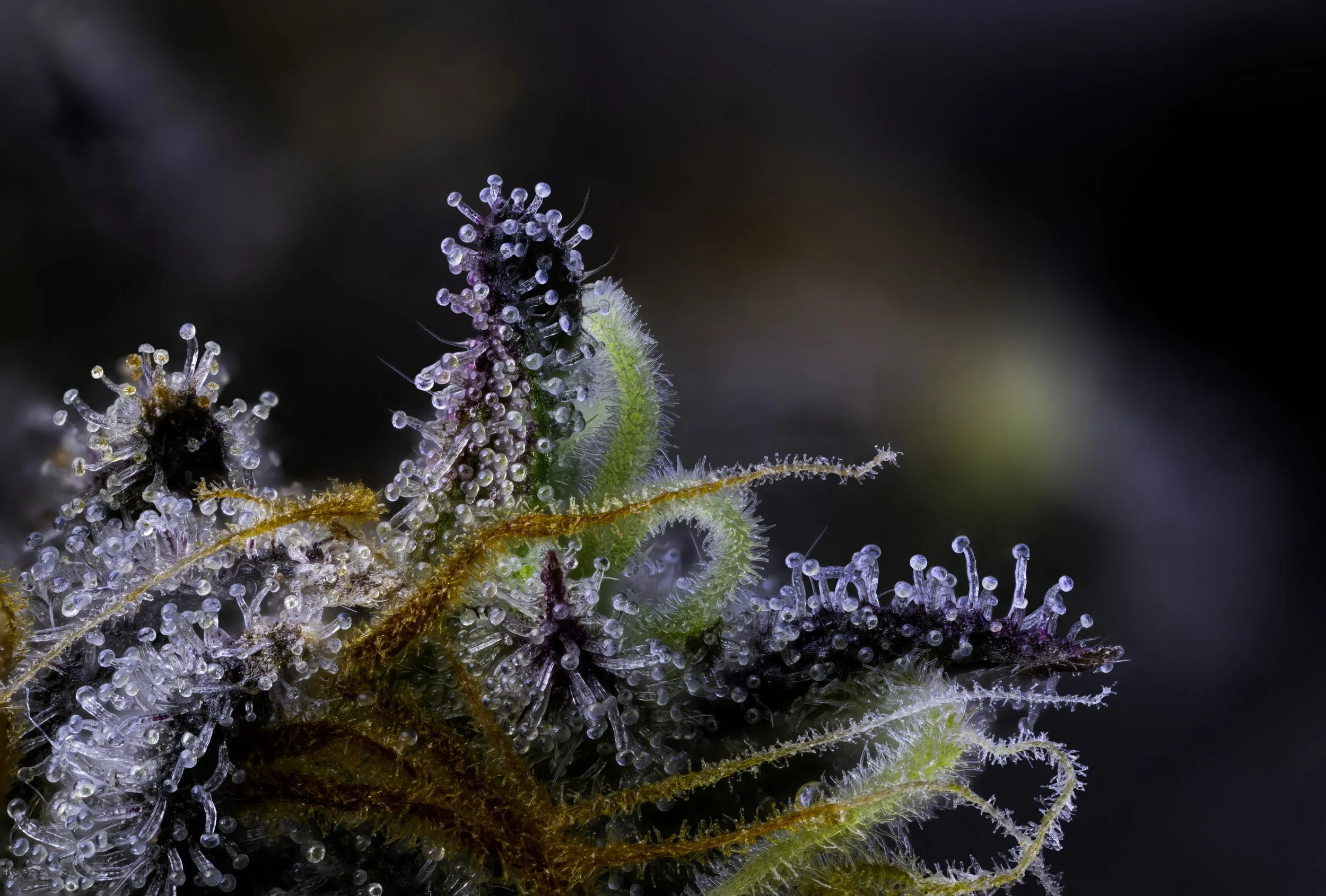  5x macro 2022 