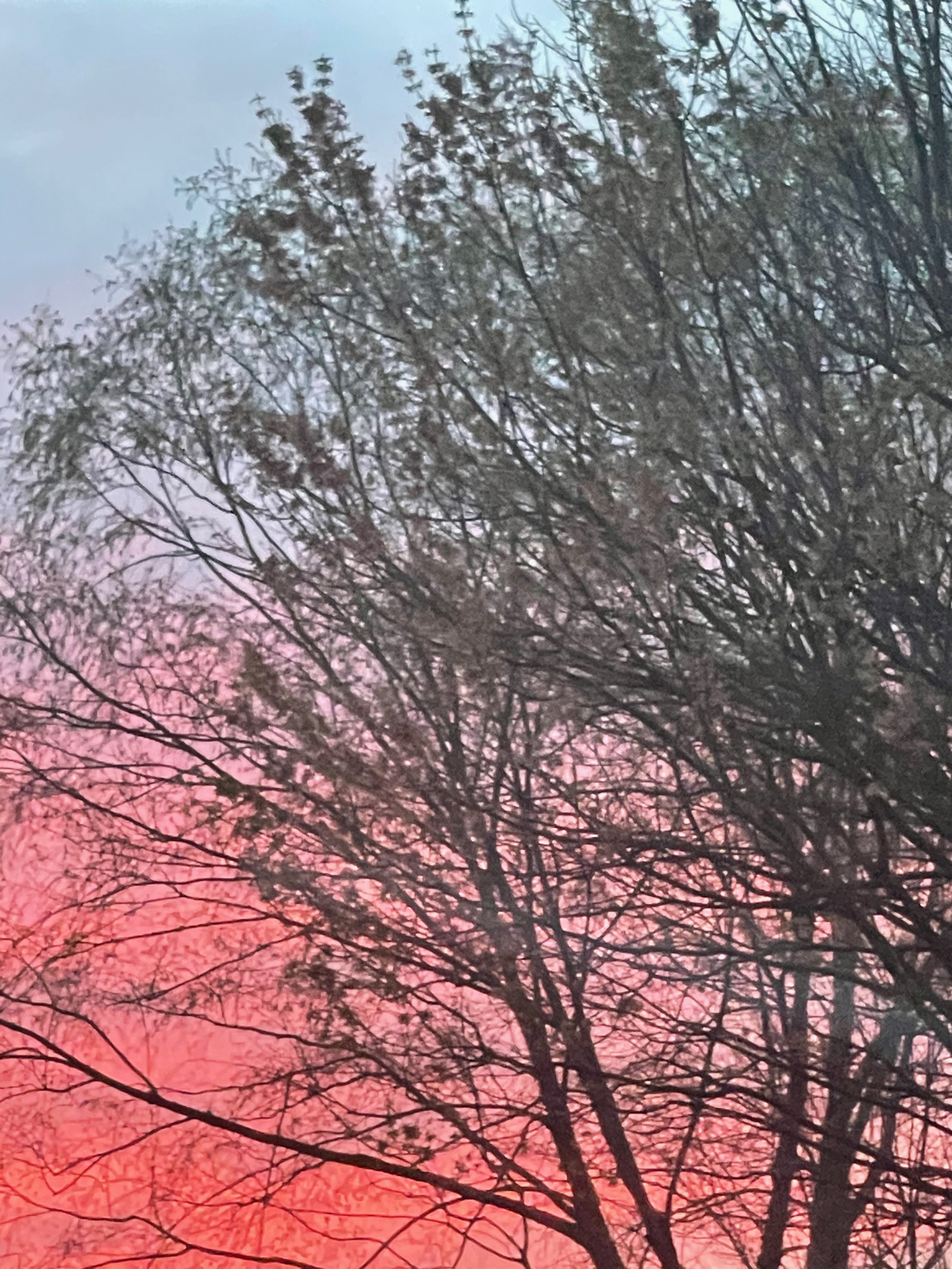 tree far away.jpeg