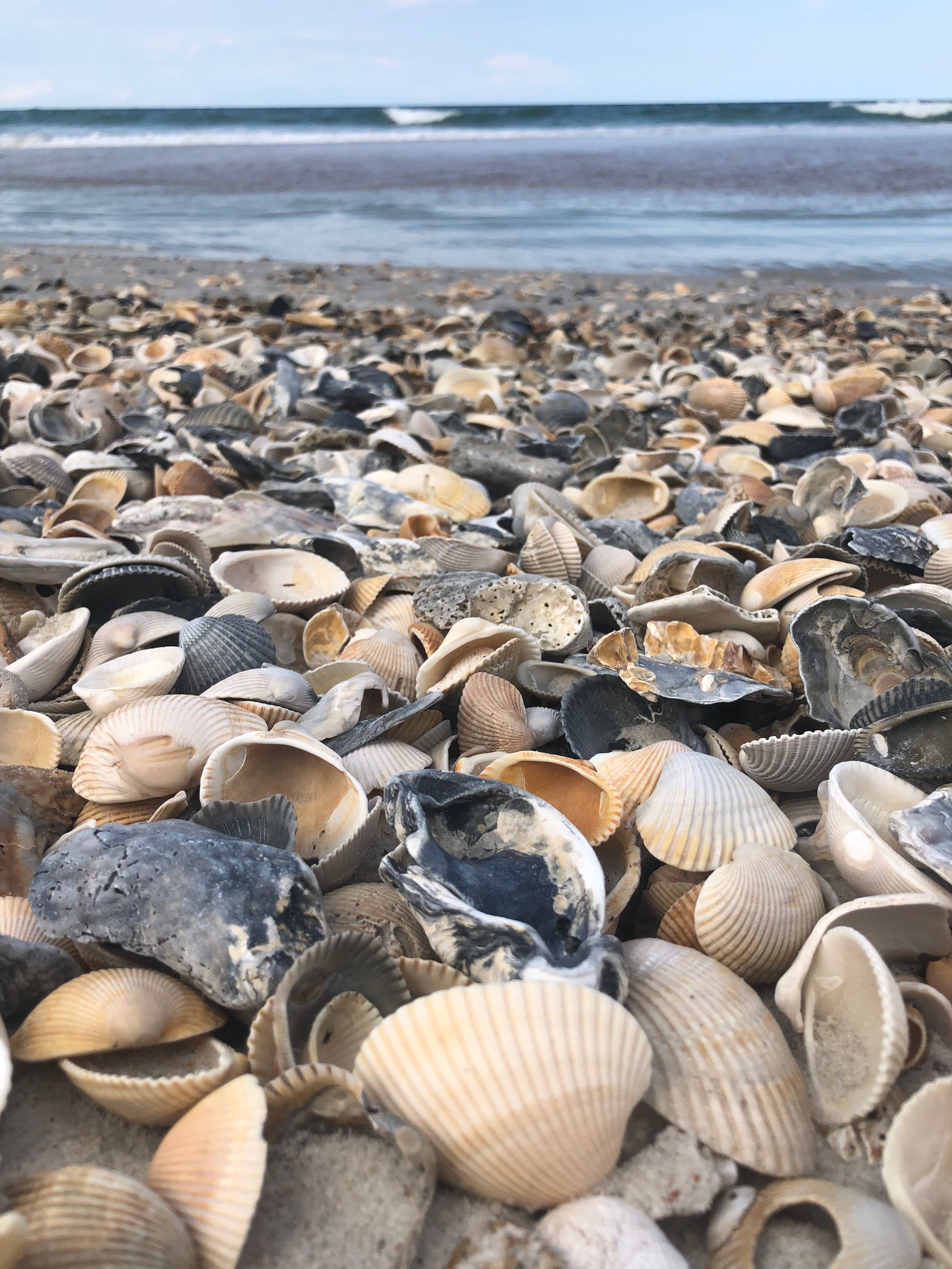 ocean shells.jpeg