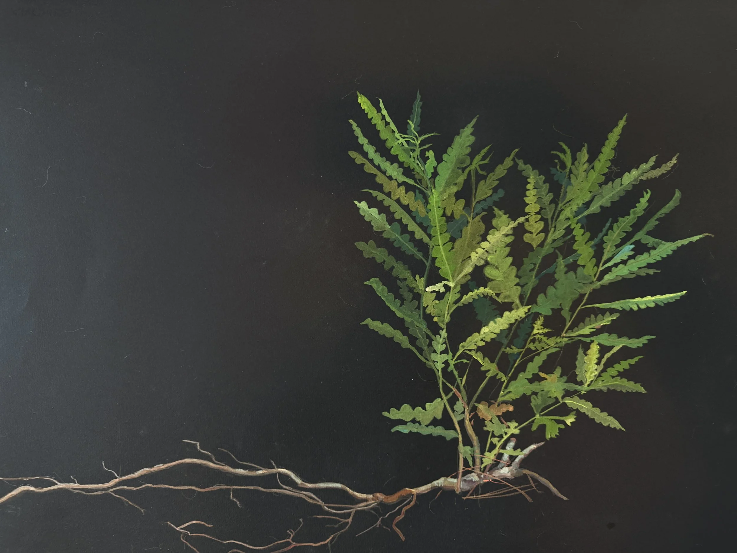 Comptonia peregrina, Jefferson ME 2026
unframed size 30 x 22 inches 
available through Corey Daniels Gallery
