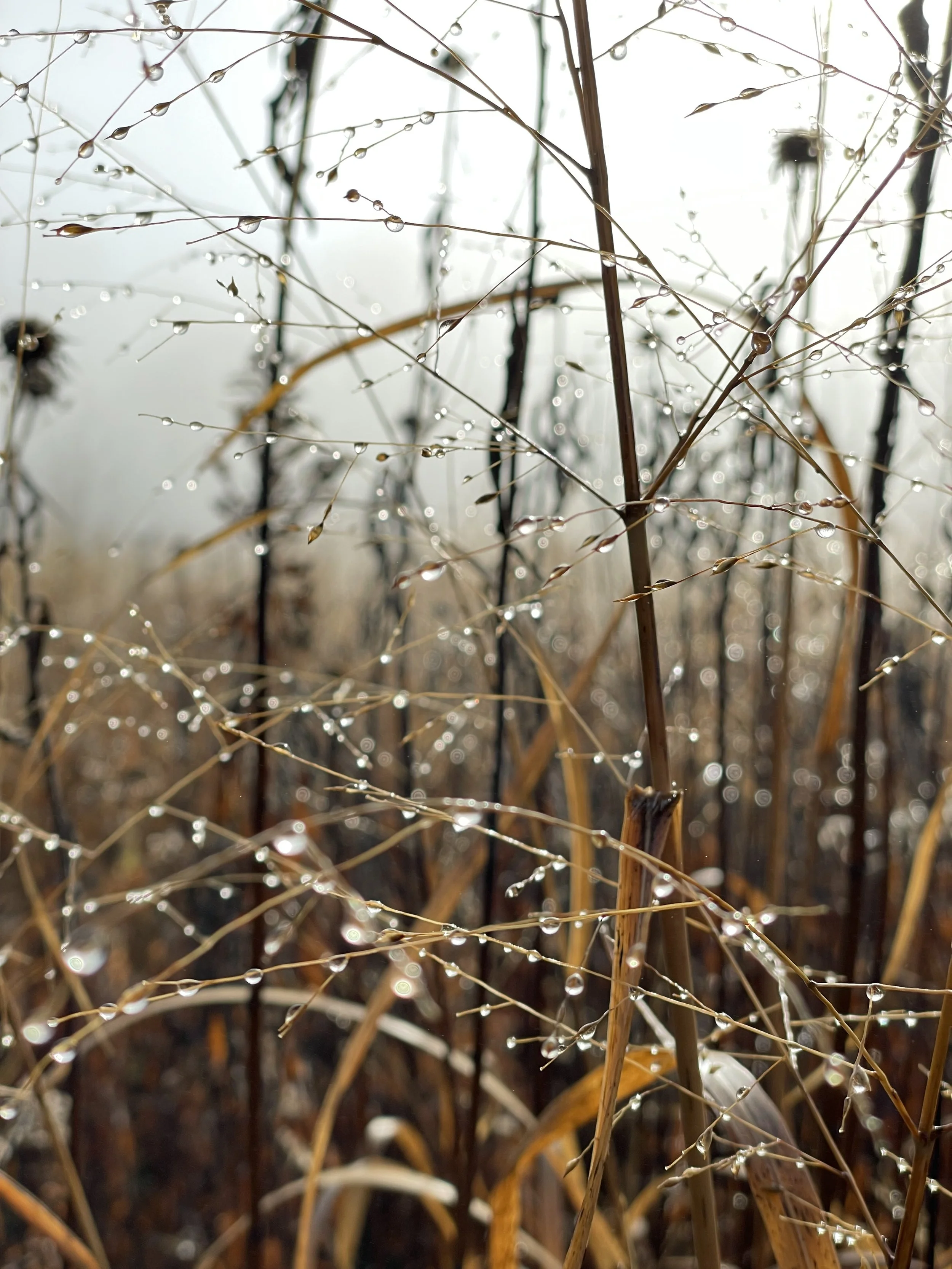 High Meadow.jpeg