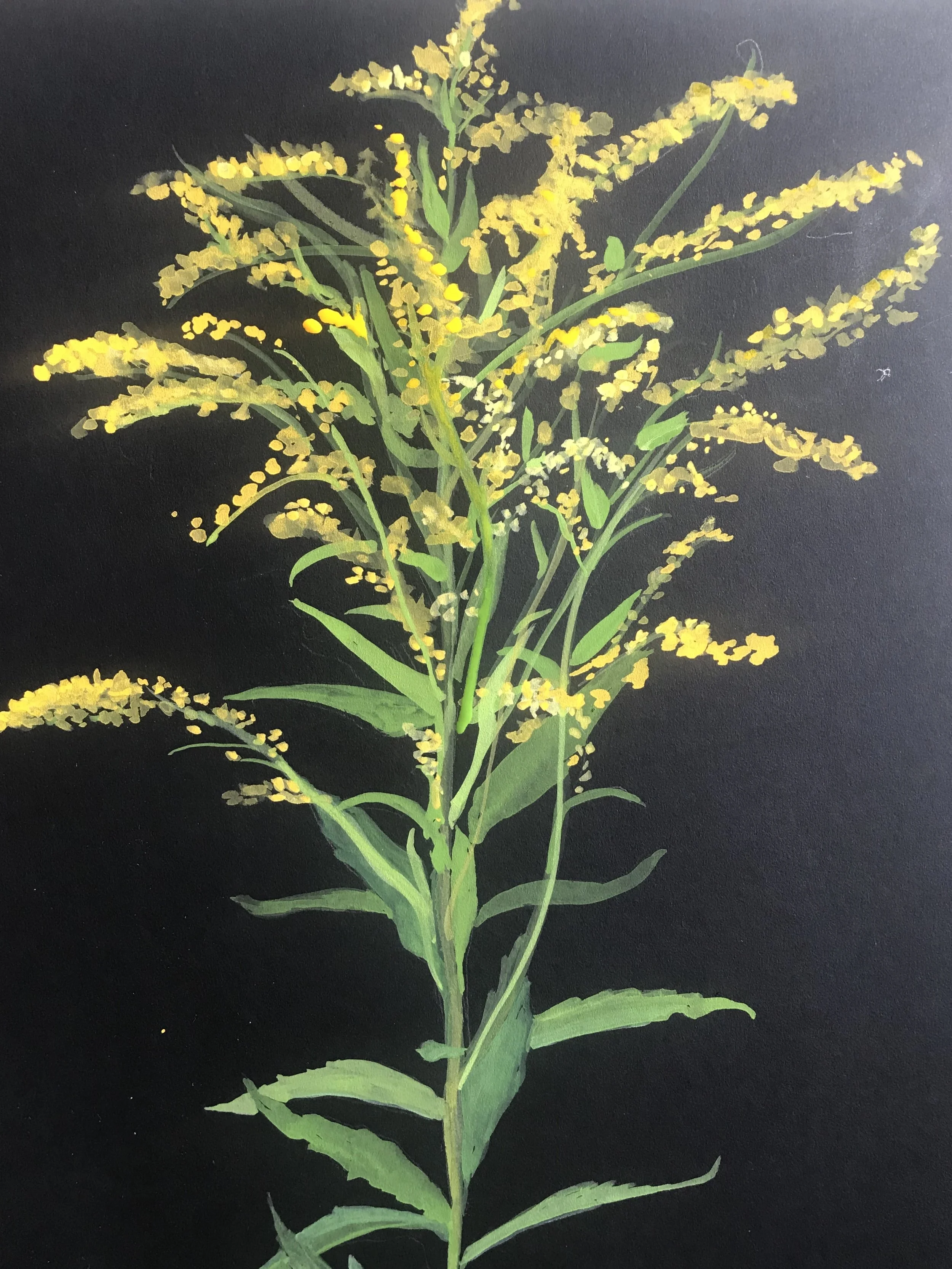 solidago.jpeg