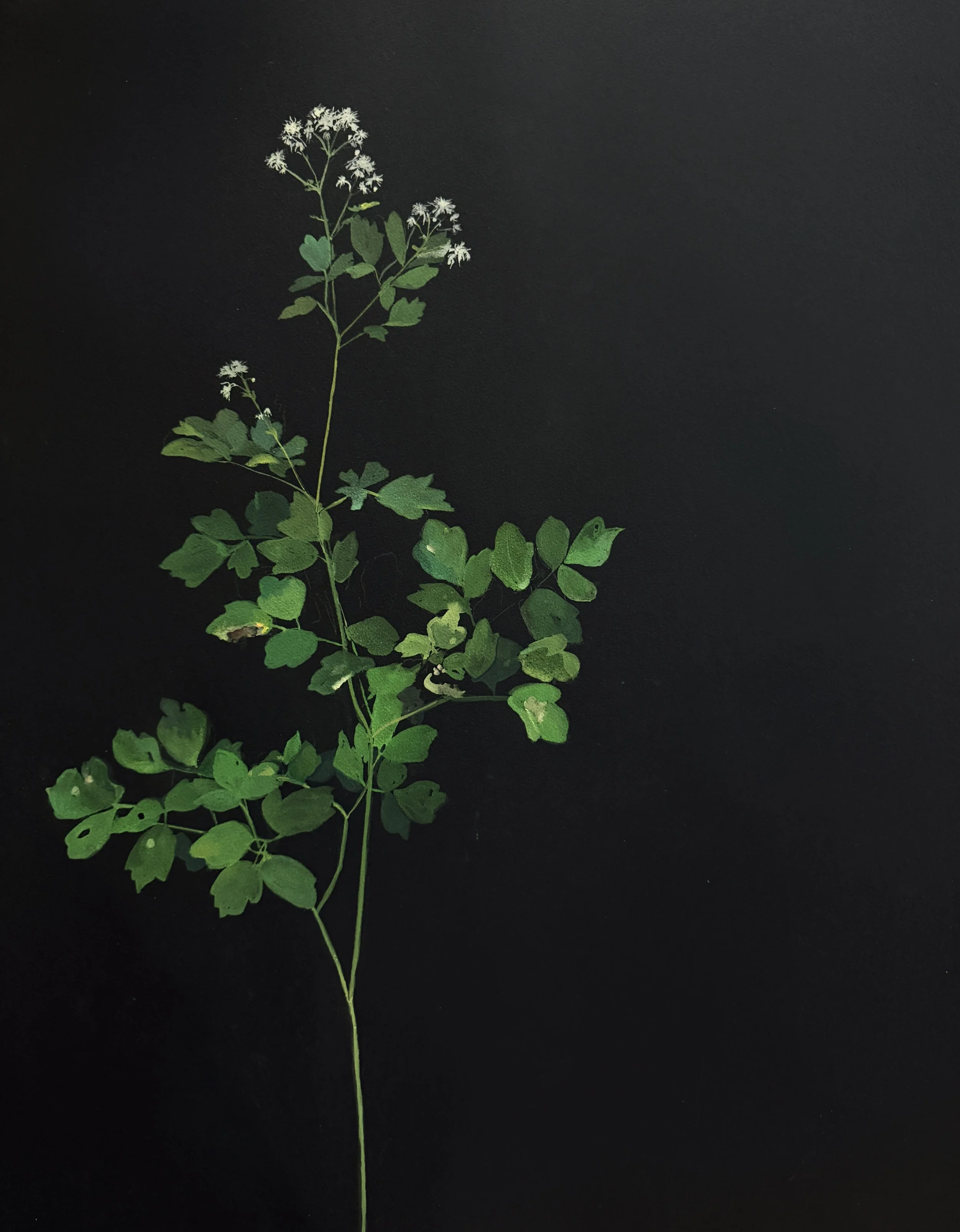 Thalictrum pubescens, Jefferson Maine 2026
unframed 22 x 30 inches

available through Corey Daniels Gallery