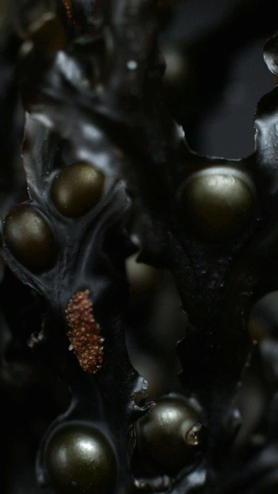 Turning-Wrack-1.gif