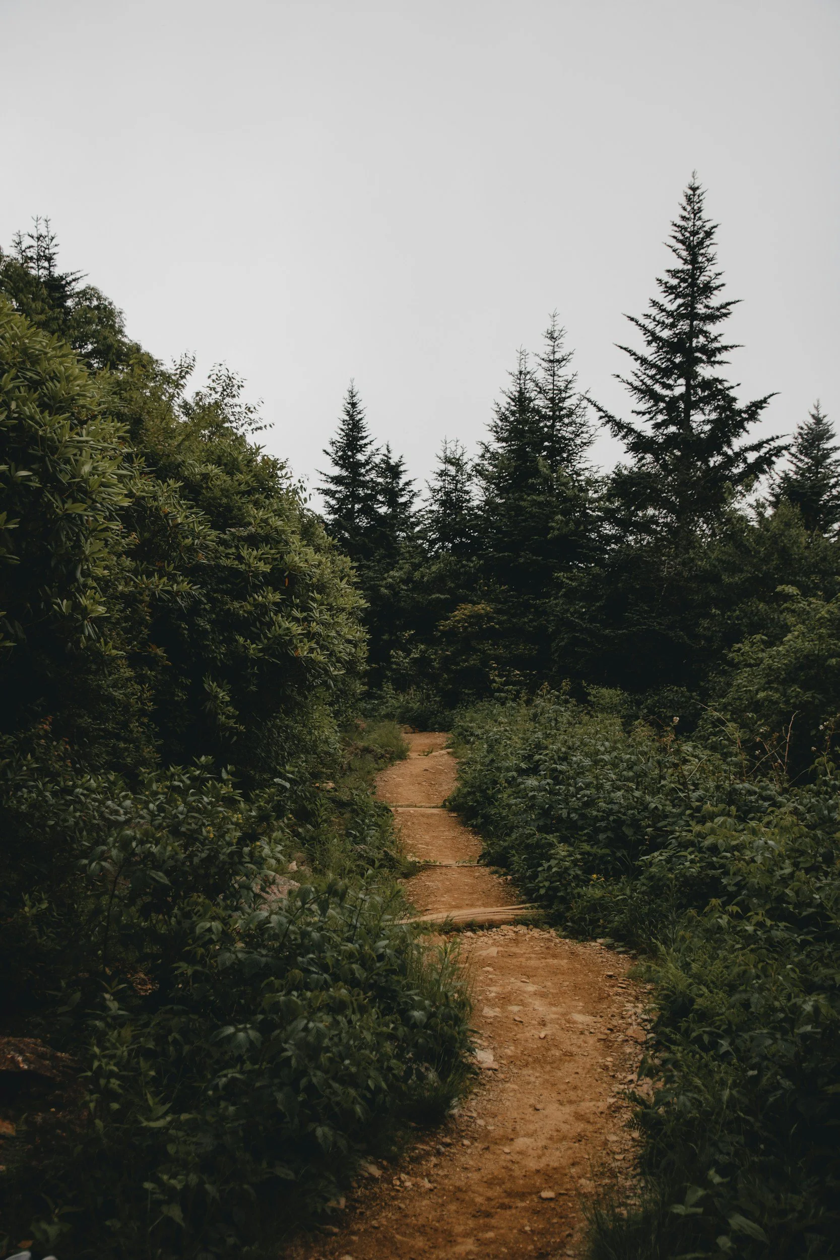A dirt hiking trail winding through a dense green forest with tall evergreen trees under a cloudy sky.