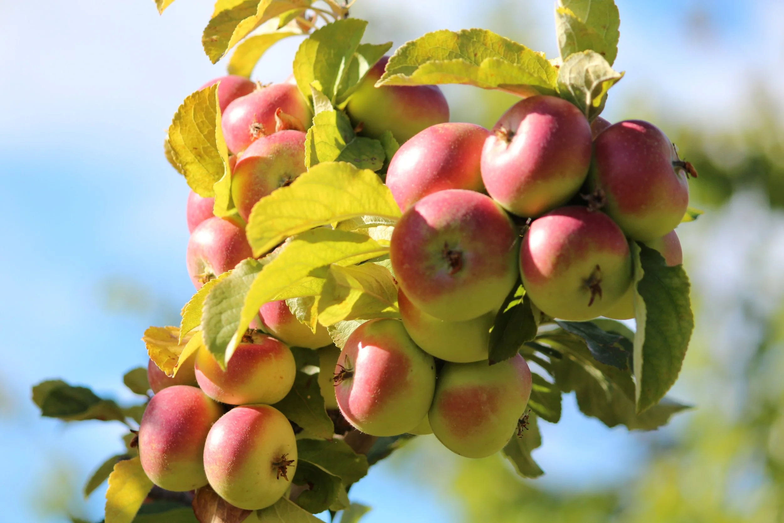 Harmony Orchards Lady Apple Harvest