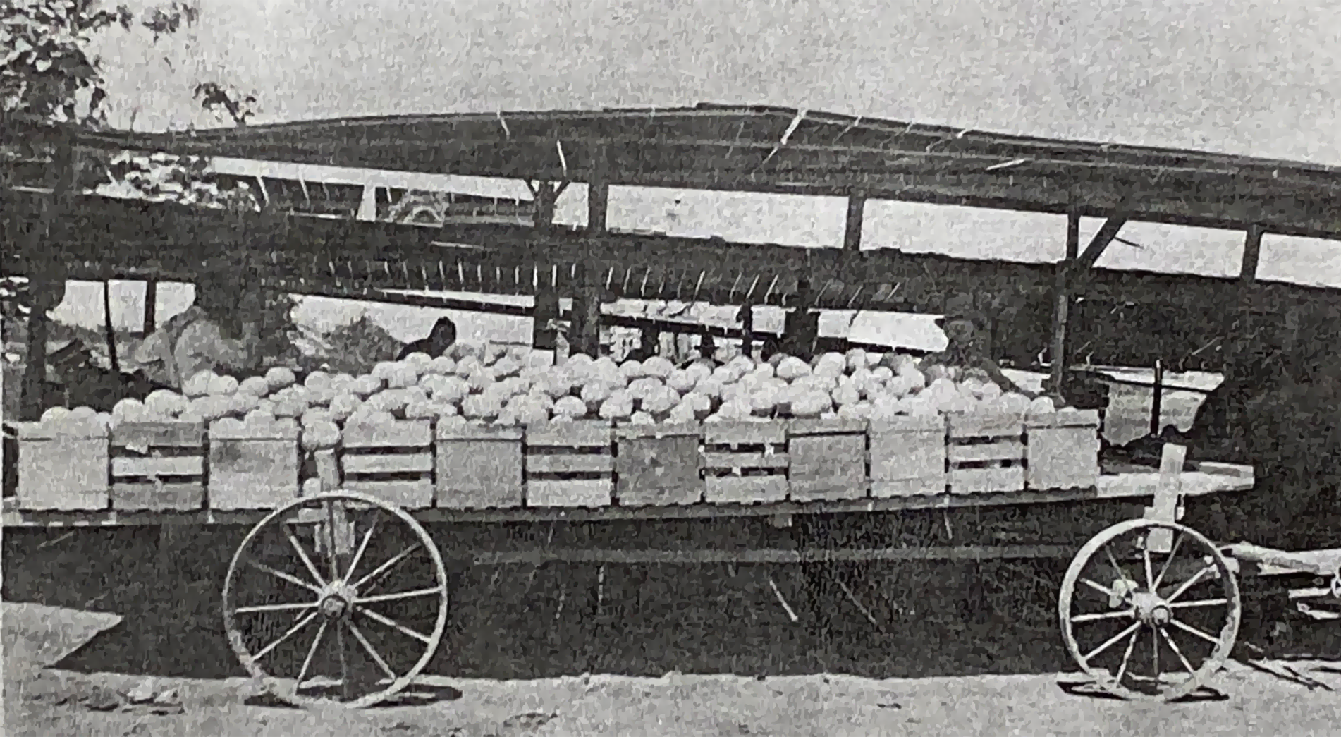 Packing shed in Imperial Valley where Dad worked after he left the farm
