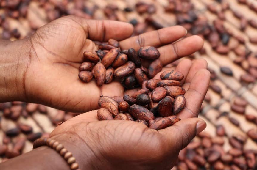 cacao beans.jpeg