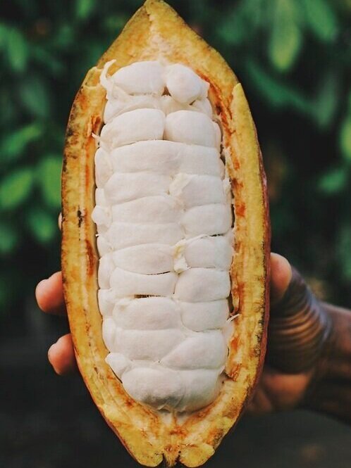 Cacao+Pod.jpeg