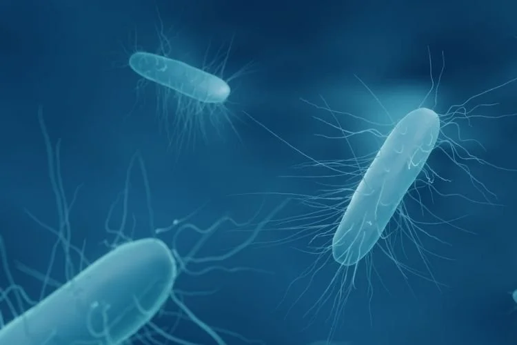 Listeria monocytogenes and food manufacturers