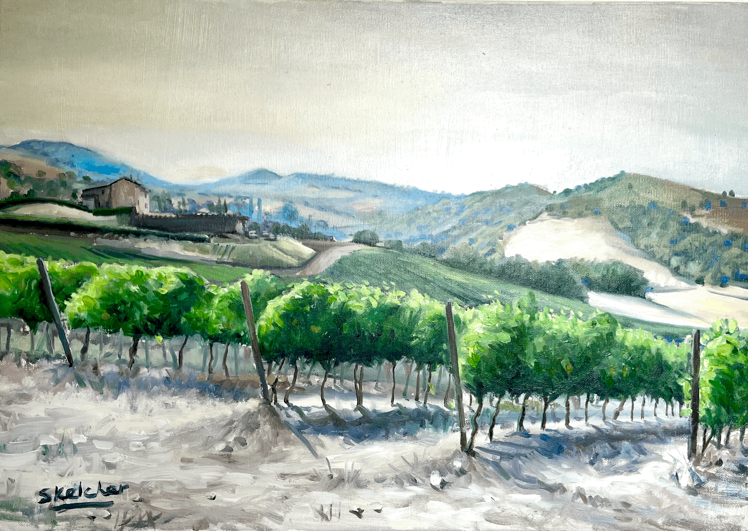 Vineyard in Spring