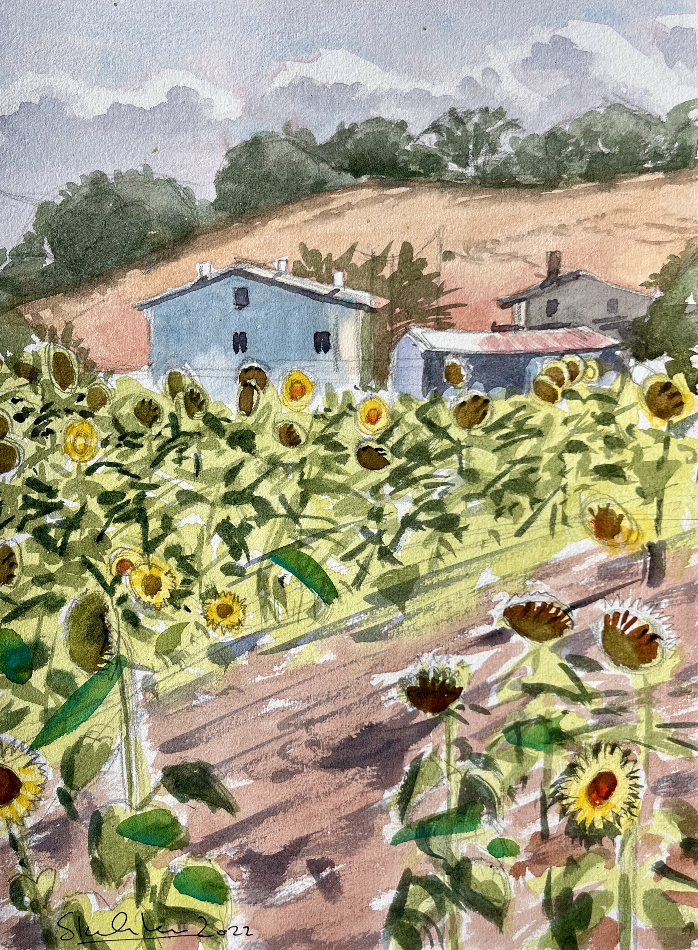 Sunflowers